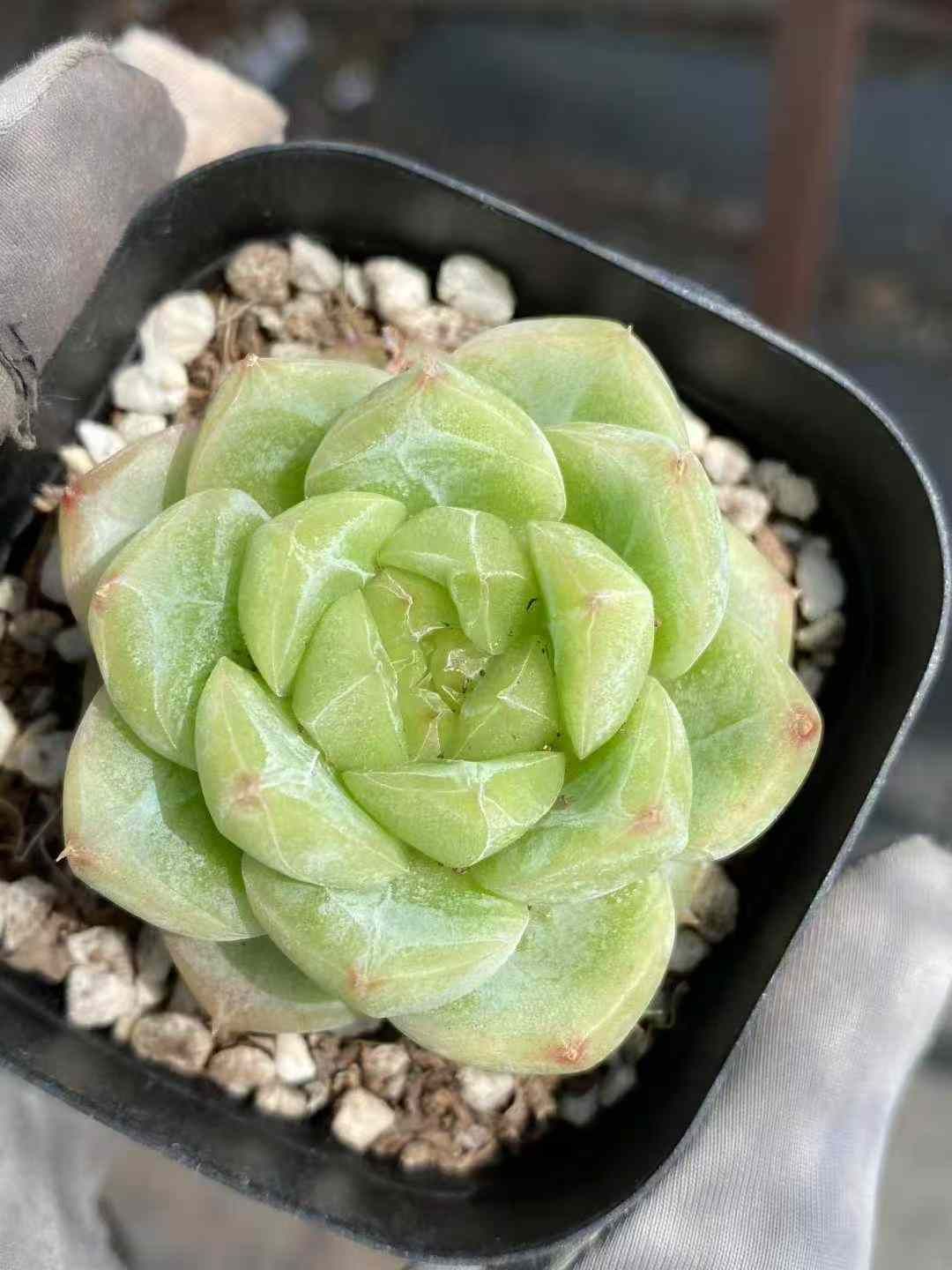 24株×トウシン 多肉植物 エケベリア セダム アエオニウム グラプトペタルム 韓国苗 寄せ植え MY670