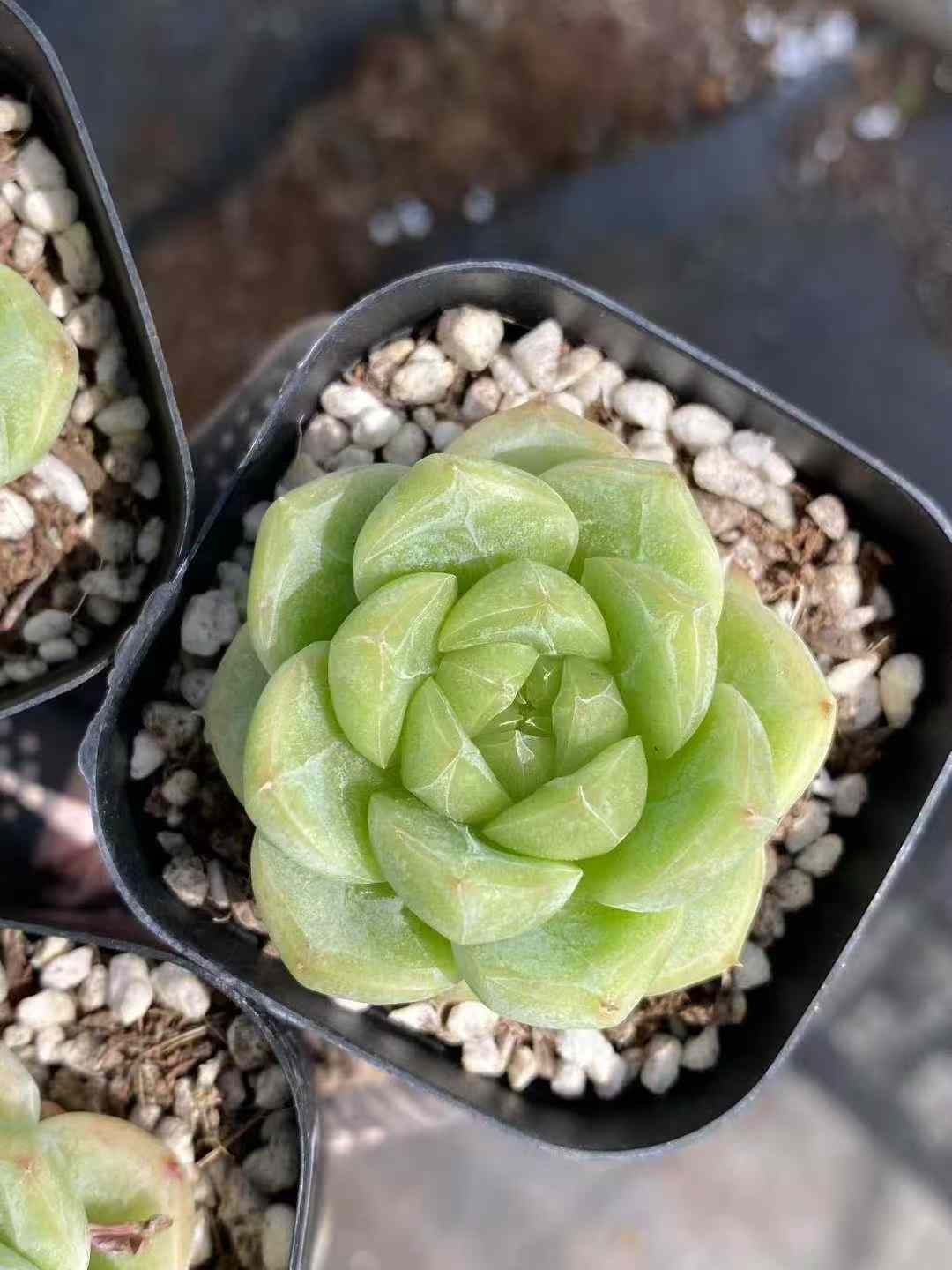 試着 24株×トウシン 多肉植物 エケベリア セダム アエオニウム グラプトペタルム 韓国苗 寄せ植え MY670 正確な