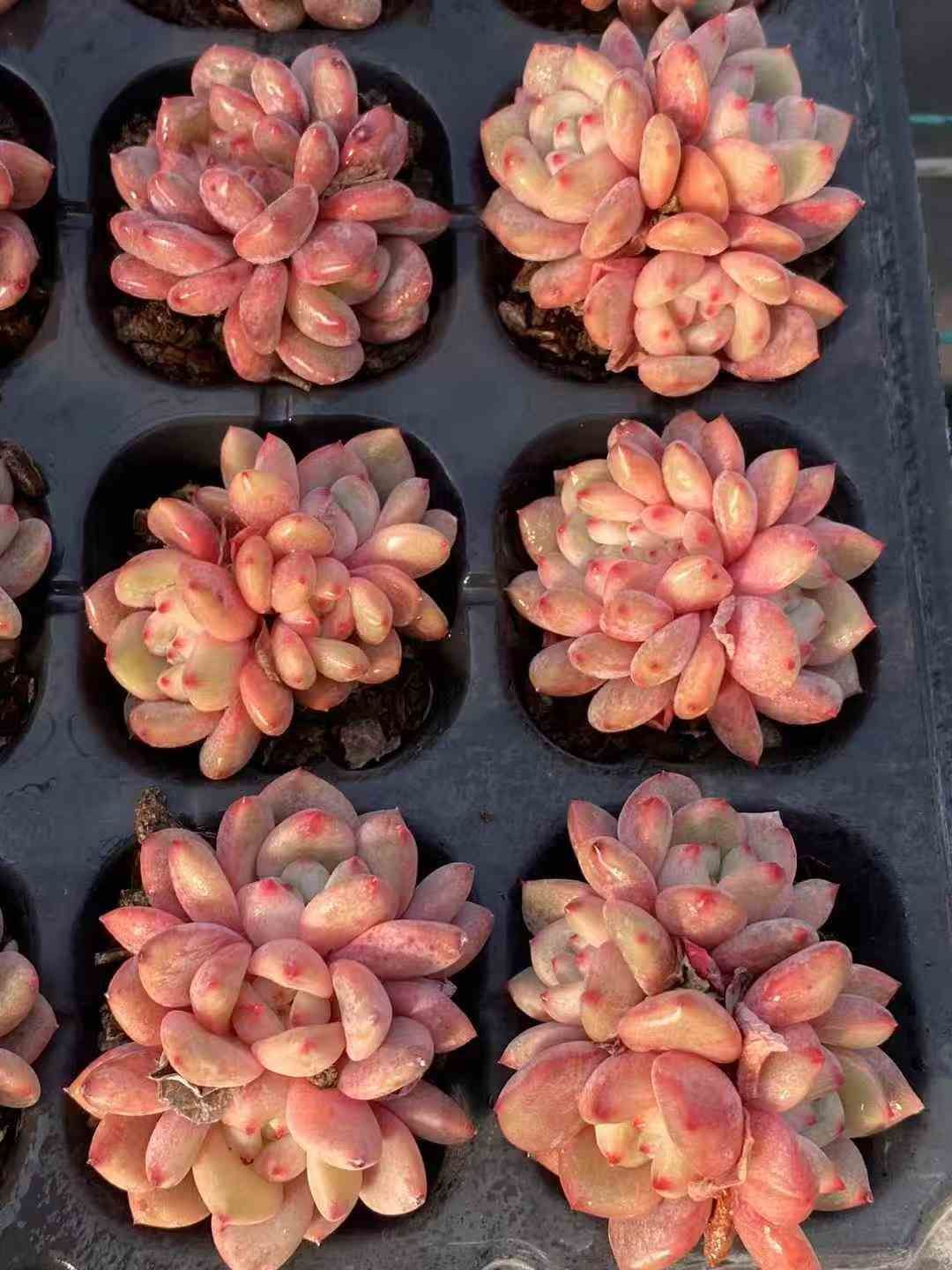 24株×リンイーチェン 多肉植物 エケベリア セダム アエオニウム グラプトペタルム 韓国苗 寄せ植え MY708