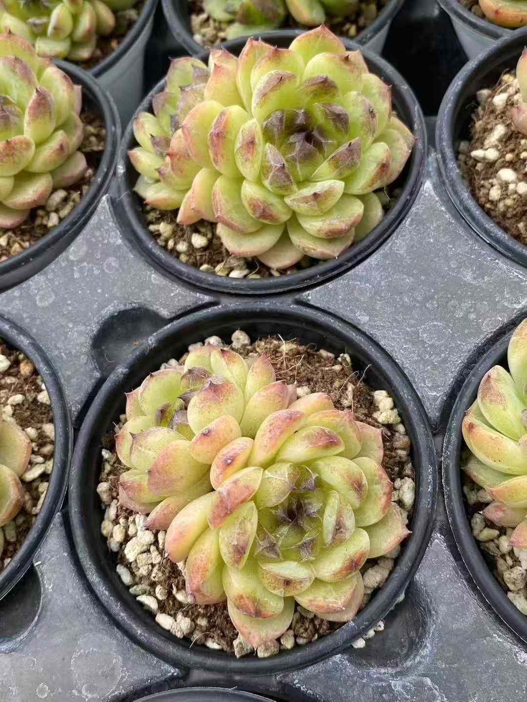 18株×モリ 多肉植物 エケベリア セダム アエオニウム グラプトペタルム 韓国苗 寄せ植え MY667