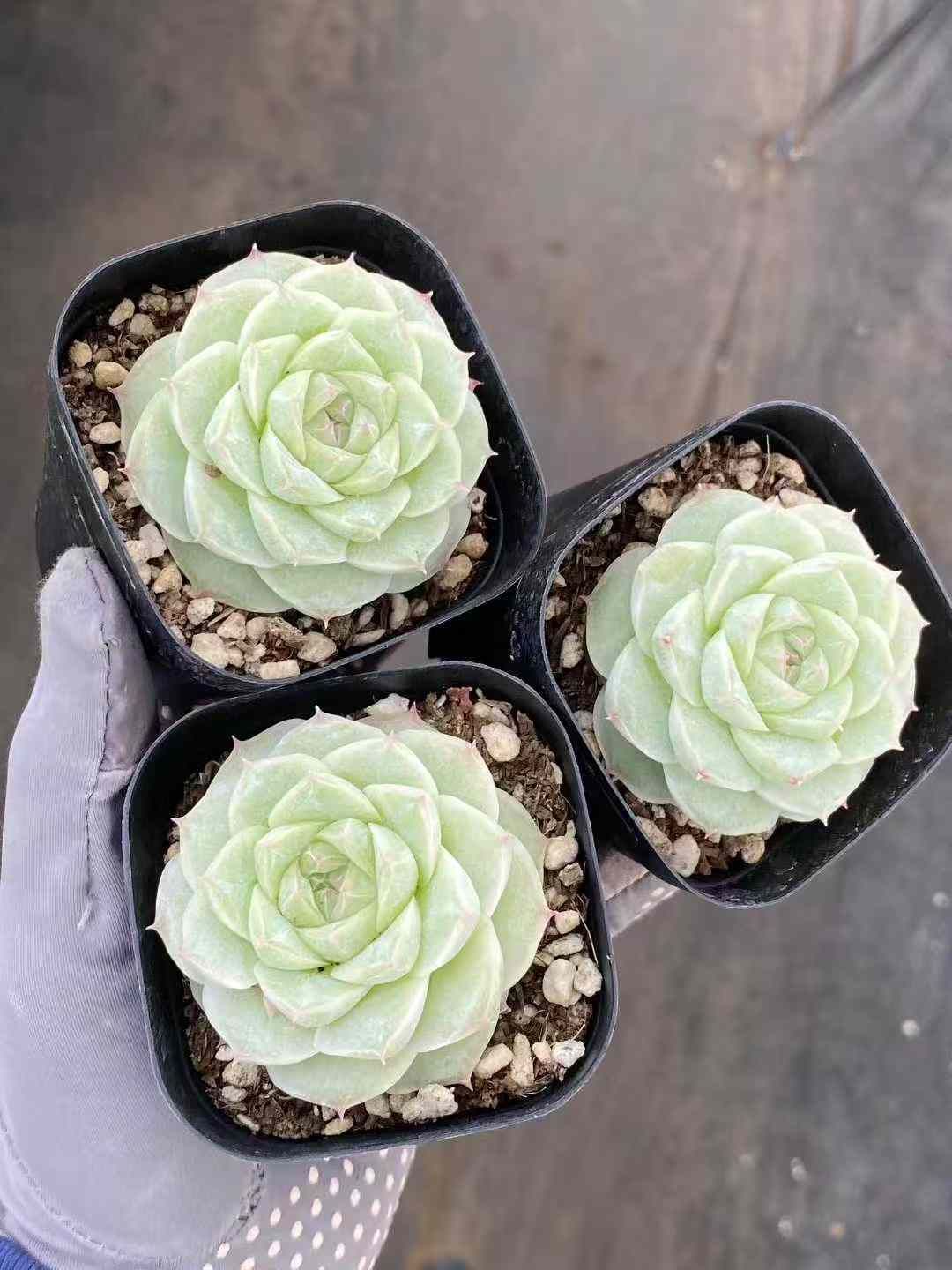 30株×ローズクイーン 多肉植物 エケベリア セダム アエオニウム グラプトペタルム 韓国苗 寄せ植え MY712