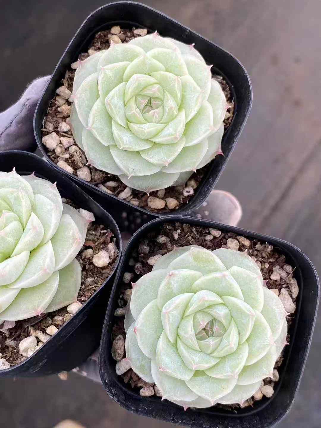 30株×ローズクイーン 多肉植物 エケベリア セダム アエオニウム グラプトペタルム 韓国苗 寄せ植え MY712