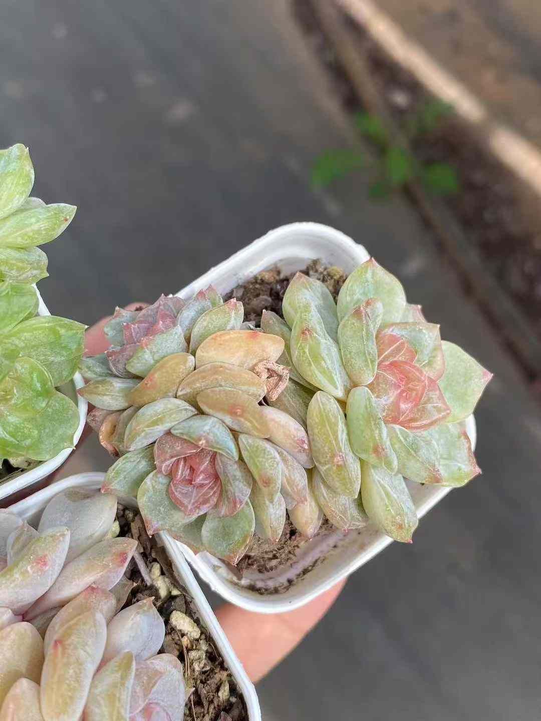 24株×カラフルラバー 多肉植物 エケベリア セダム アエオニウム グラプトペタルム 韓国苗 寄せ植え MY718