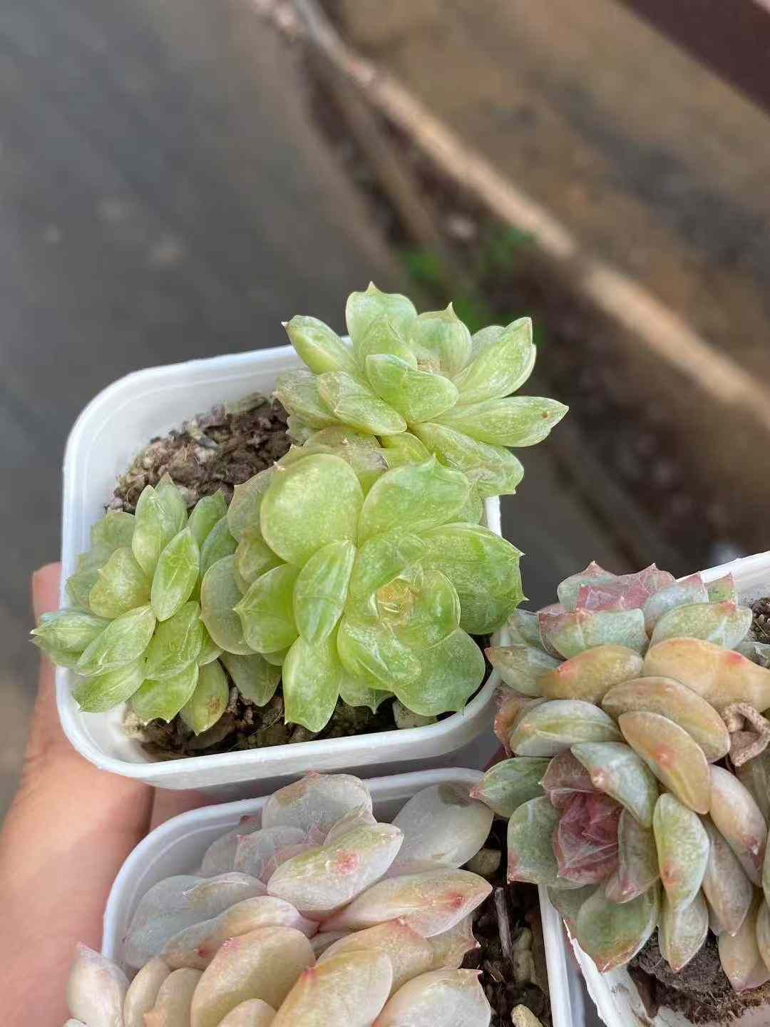 24株×カラフルラバー