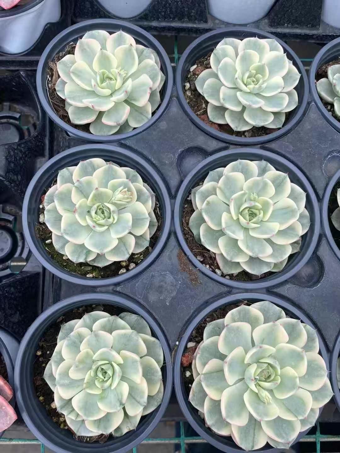 根付 「魚） 日本ホンシュウ鹿角材質 素朴な庶民根付 N12 根付 「魚