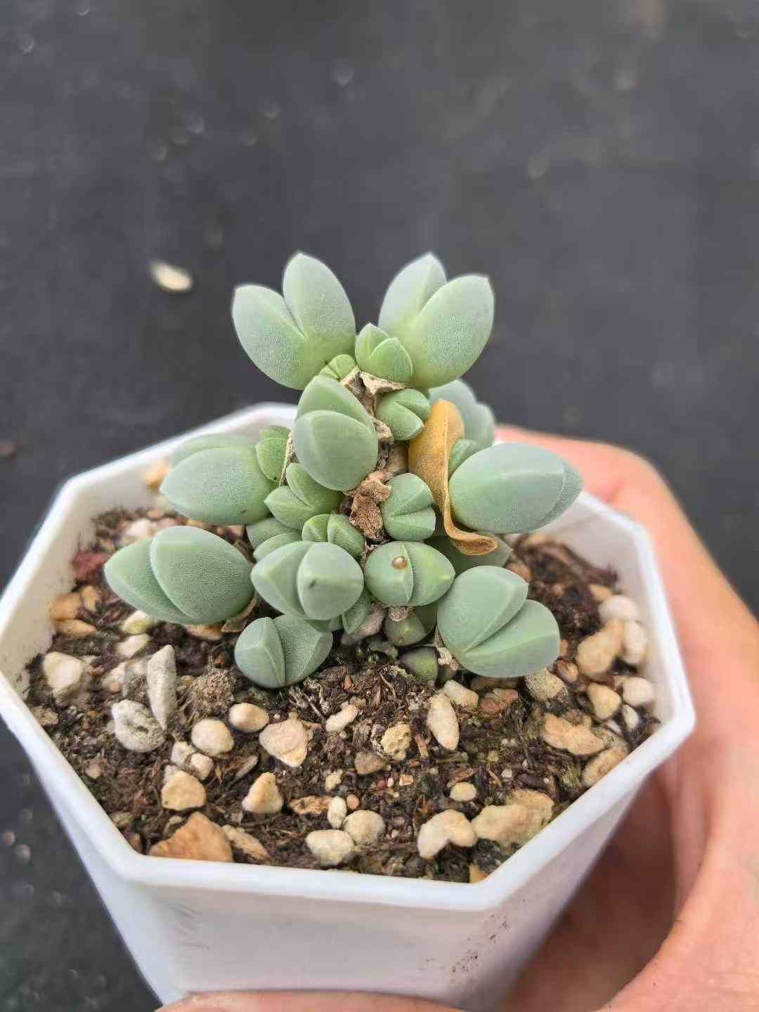 24株×シカンバンキョウ 多肉植物 エケベリア セダム アエオニウム グラプトペタルム 韓国苗 寄せ植え MY721