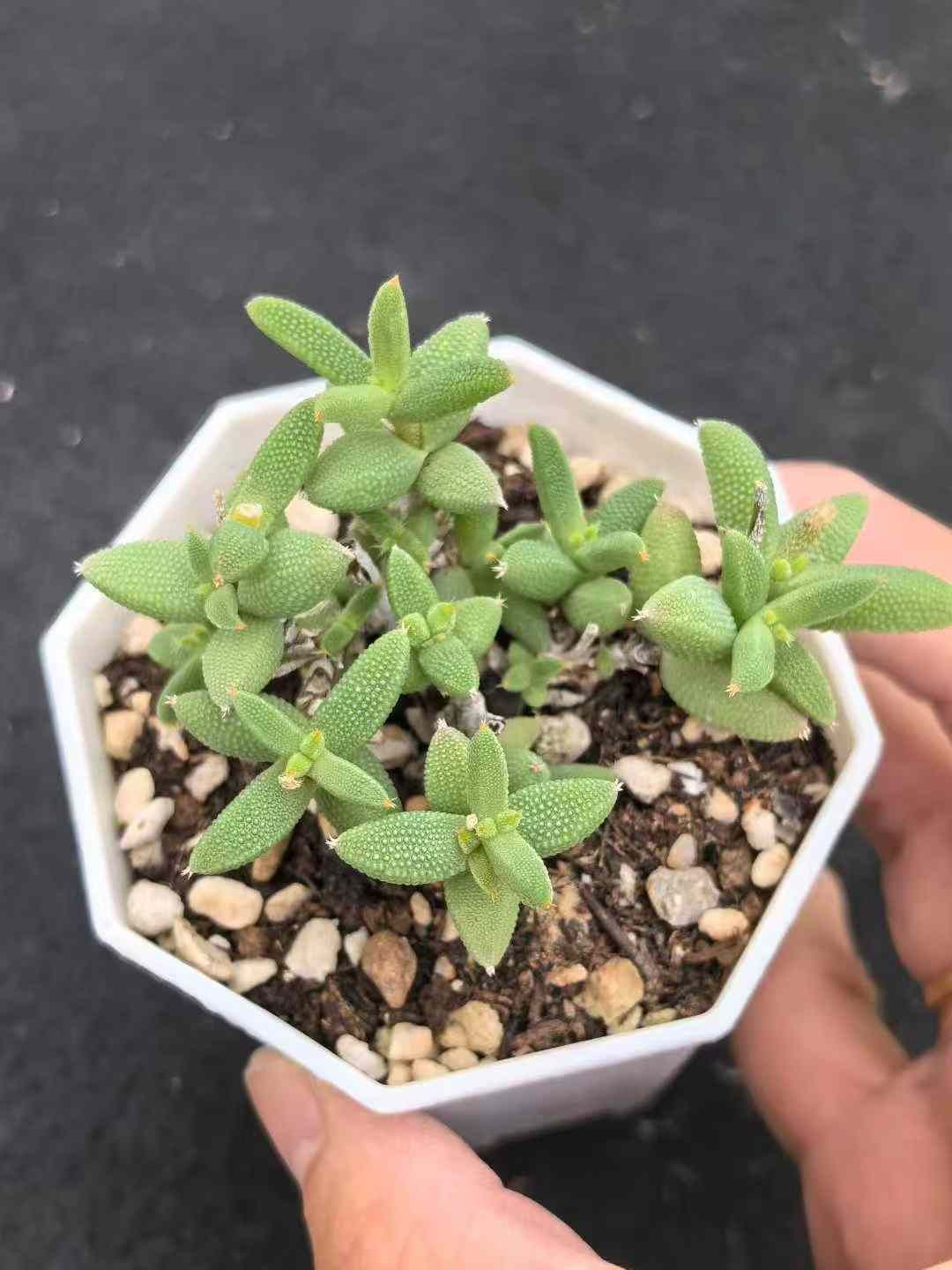 50株×トウモロコシシカンバンキョウ 多肉植物 エケベリア セダム アエオニウム グラプトペタルム 韓国苗 寄せ植え MY722 WWW_NOITHATQUANGTHANH_NET