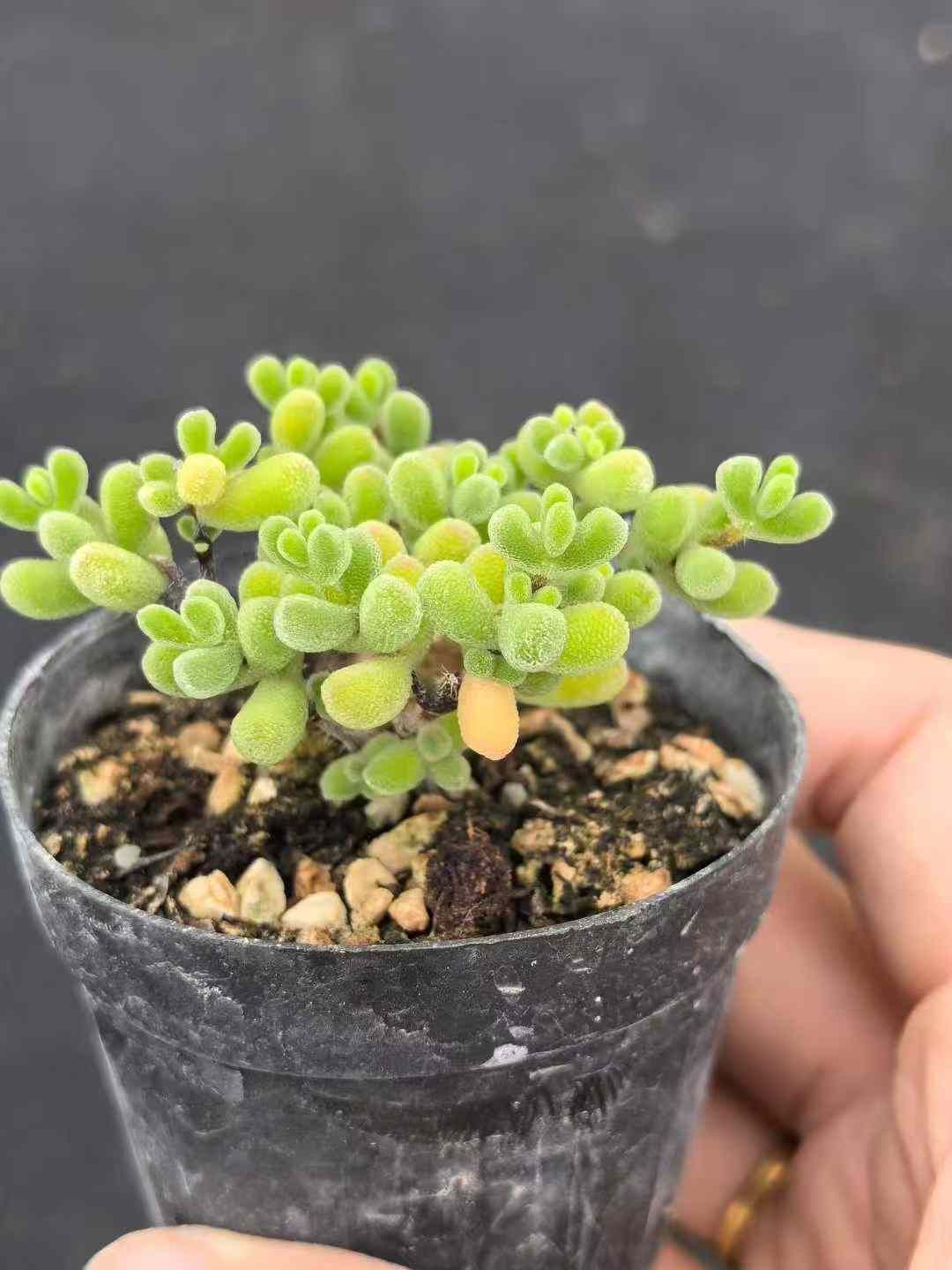 50株 チビホシシカンバンキョウ 多肉植物 エケベリア セダム アエオニウム グラプトペタルム 韓国苗 寄せ植え MY 723