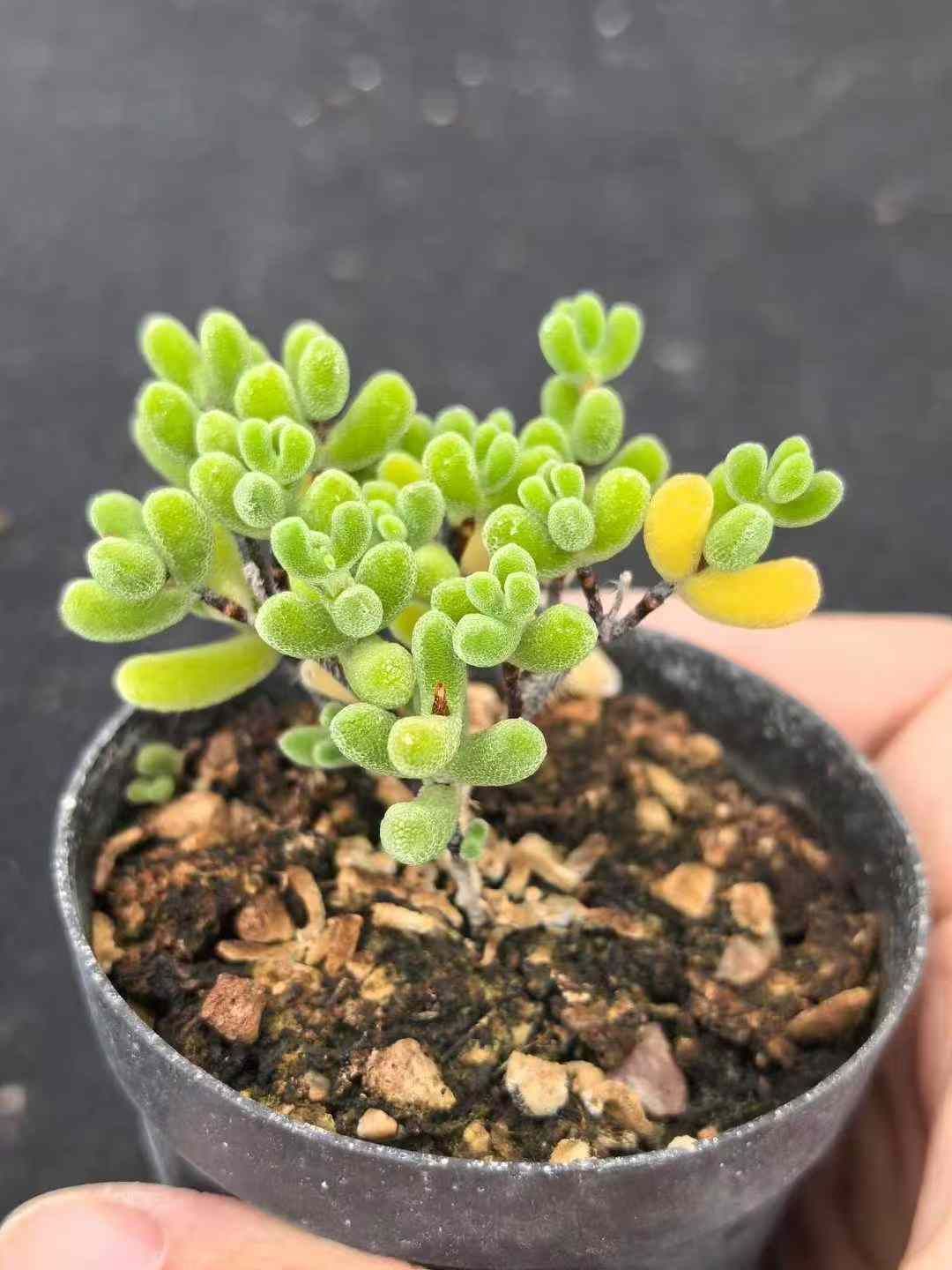 50株×チビホシシカンバンキョウ 多肉植物 エケベリア セダム アエオニウム グラプトペタルム 韓国苗 寄せ植え MY723