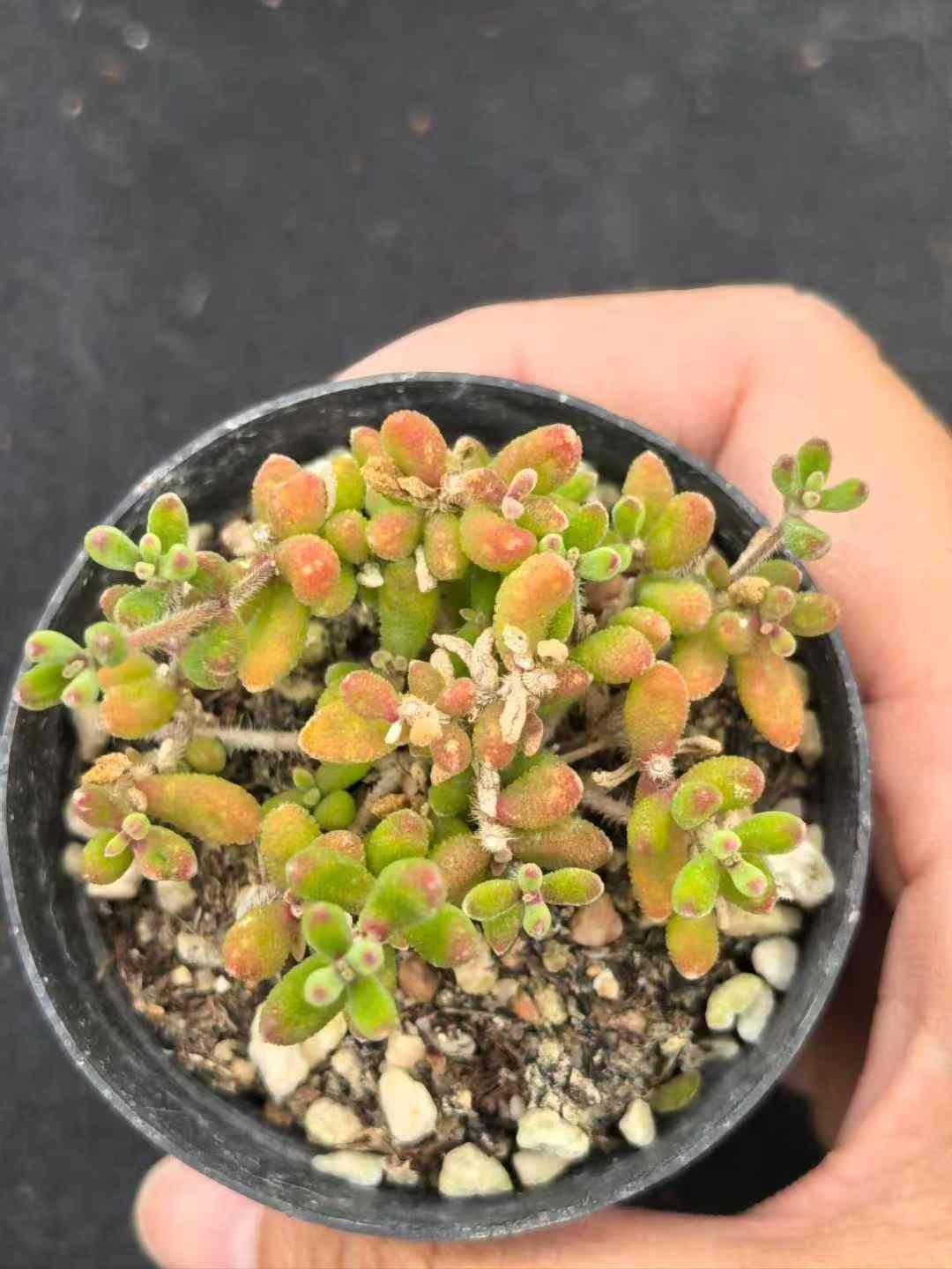 50株×ルビーシカンバンキョウ 多肉植物 エケベリア セダム アエオニウム グラプトペタルム 韓国苗 寄せ植え MY724