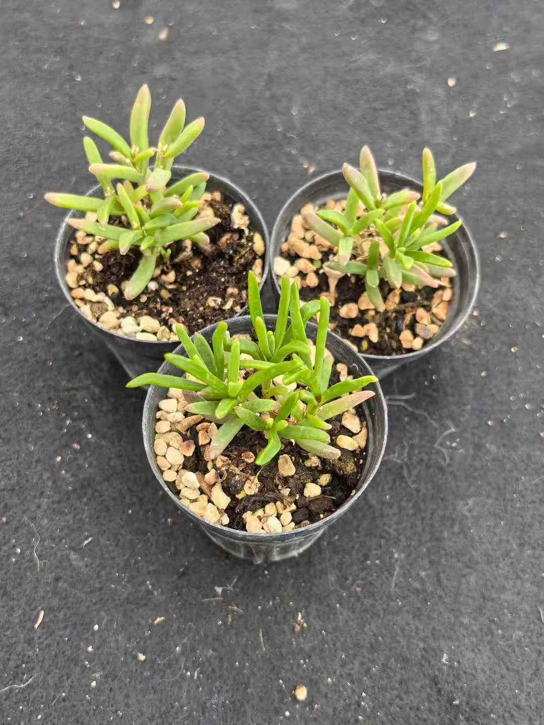 50株×ヒョウカ 多肉植物