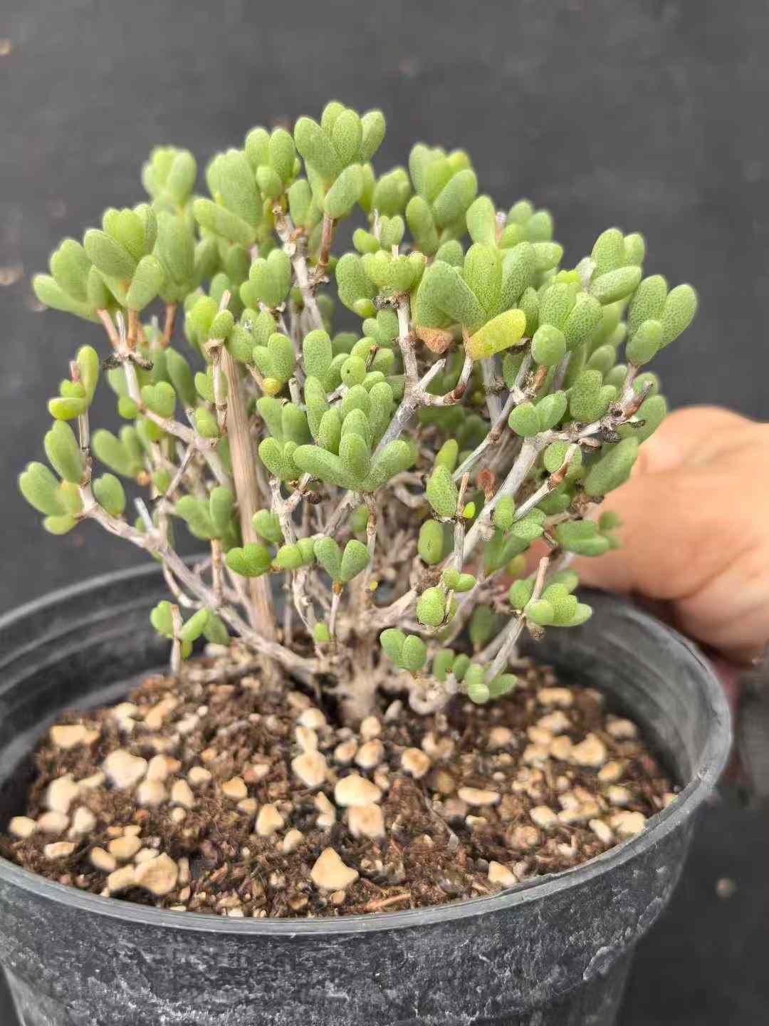 8株×ハートシカン 多肉植物 エケベリア セダム アエオニウム グラプトペタルム 韓国苗 寄せ植え MY726