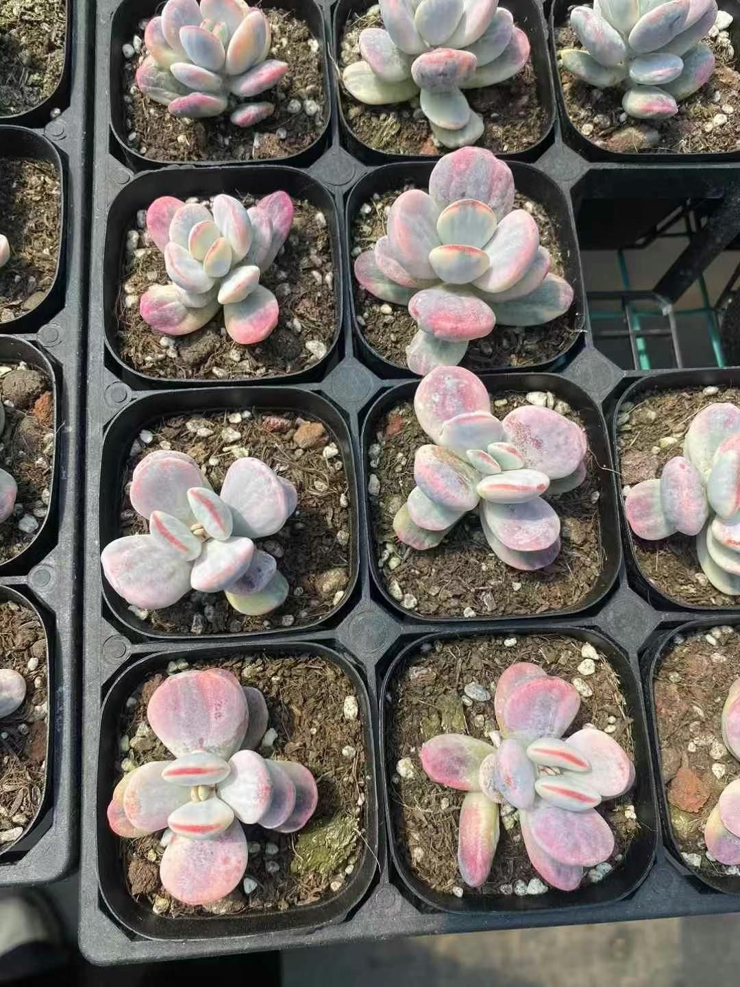 アエオニウム　韓国苗　オクス　多肉植物　ポコ多肉 碧玉(アエオニウム) 韓国苗 | RuPo 多肉植物専門店