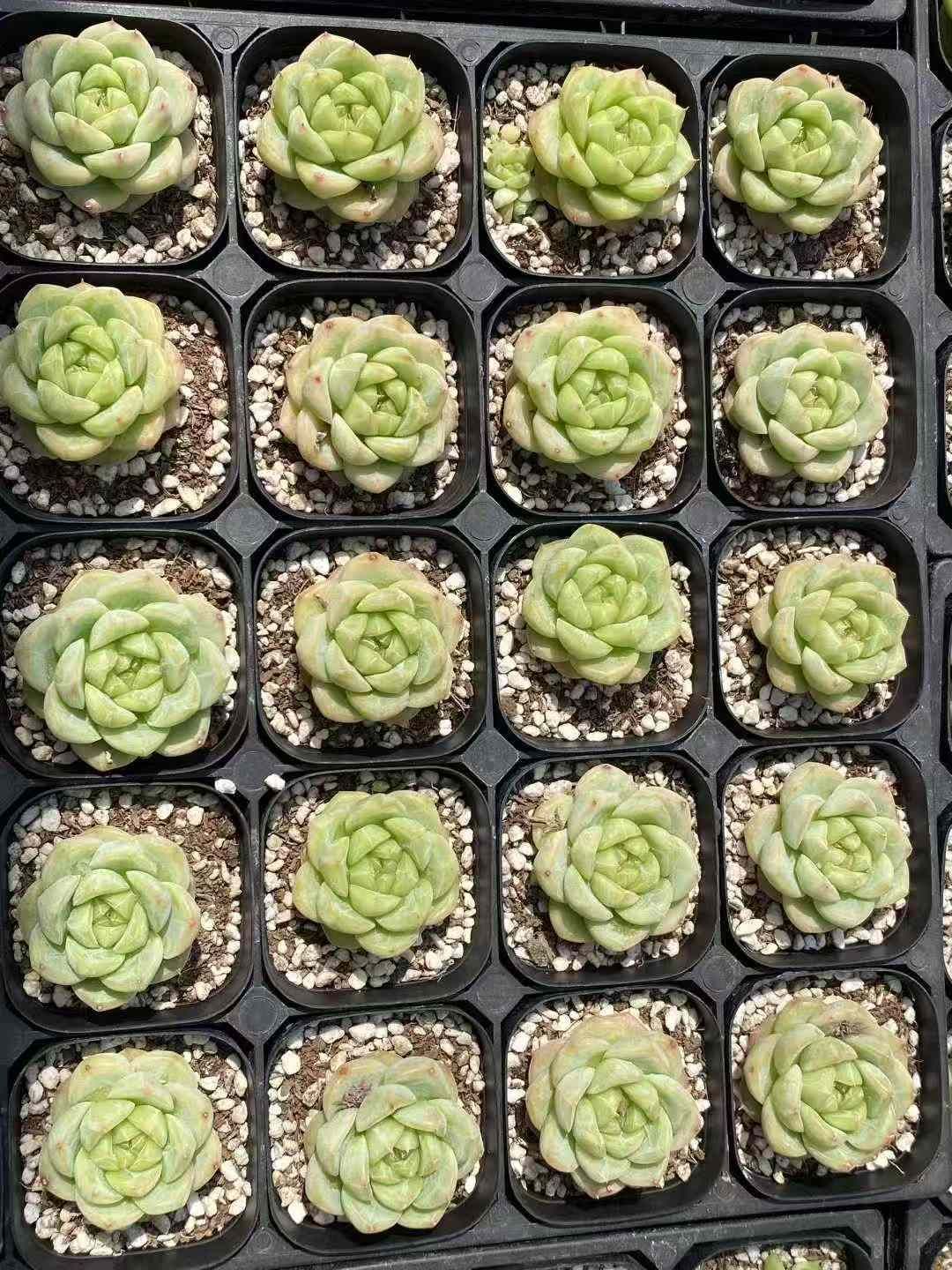 多肉植物 エケベリア