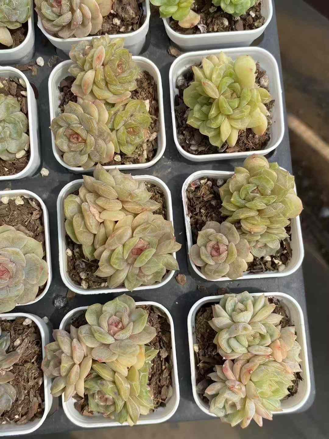 24株×カラフルラバー 多肉植物