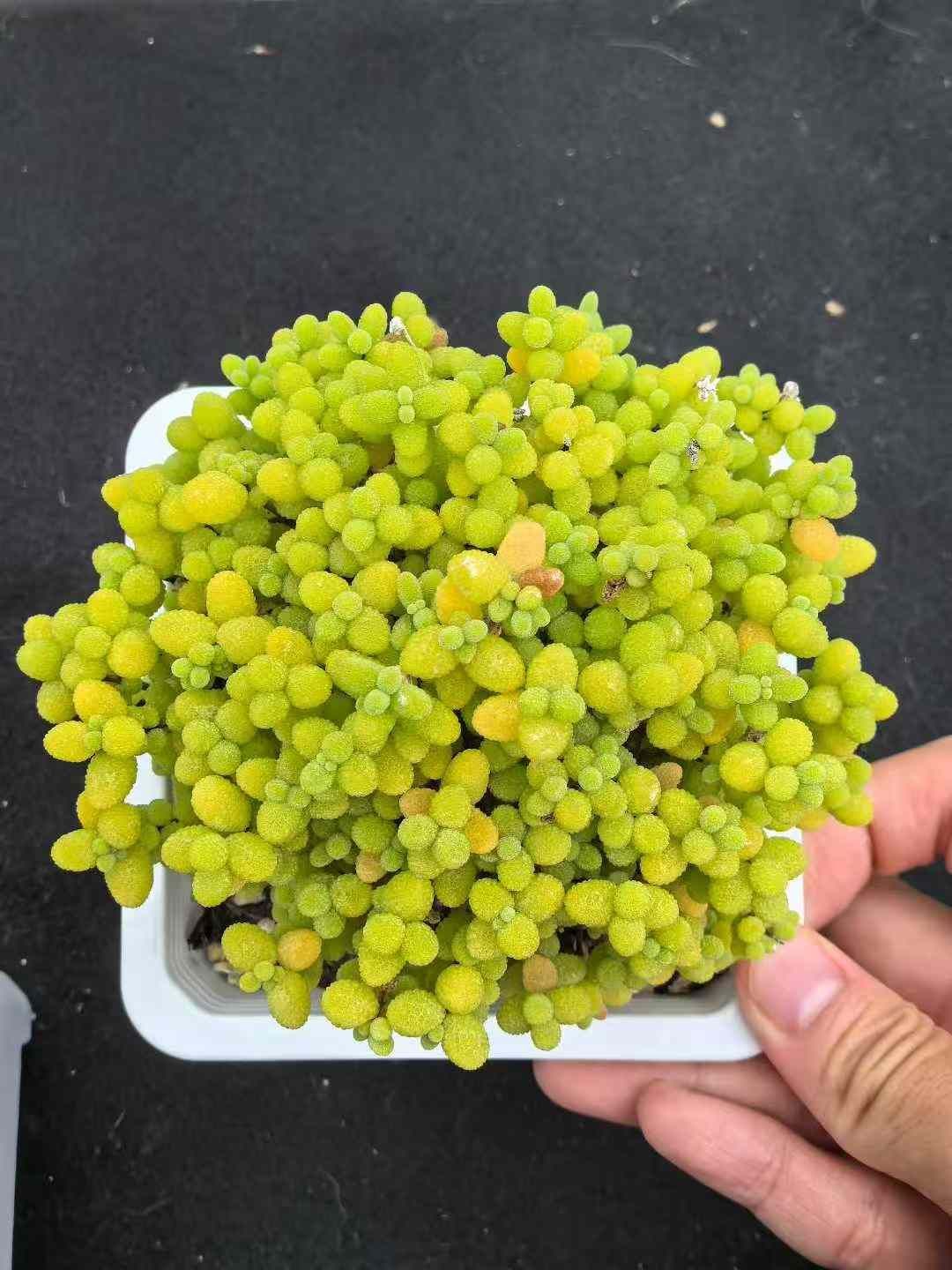 6株×キンキツタマテキシカン 多肉植物 エケベリア セダム アエオニウム グラプトペタルム 韓国苗 寄せ植え MY737 WWW_GEBZETESISAT_COM_TR