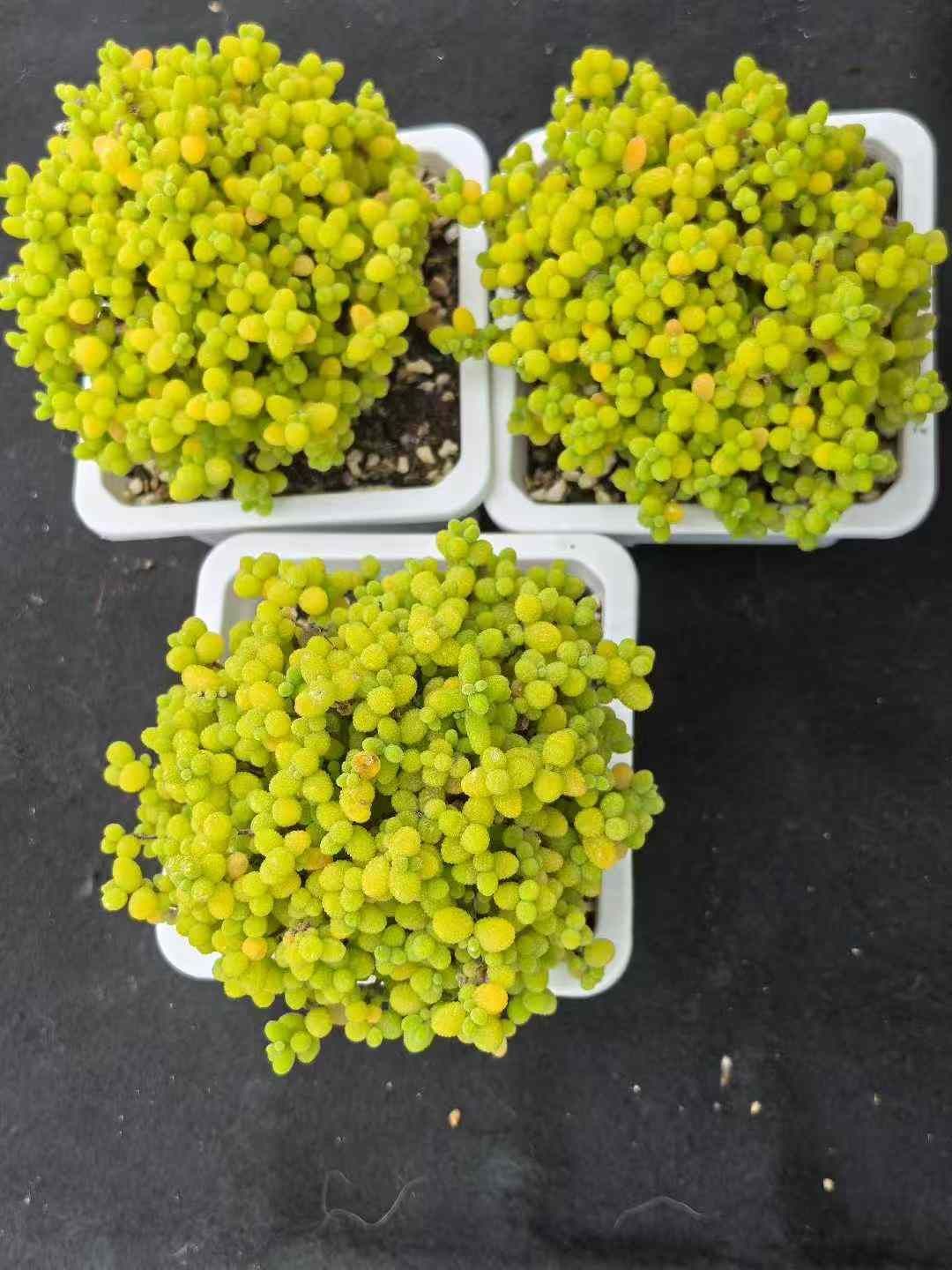 グラプトペタルム 韓国苗