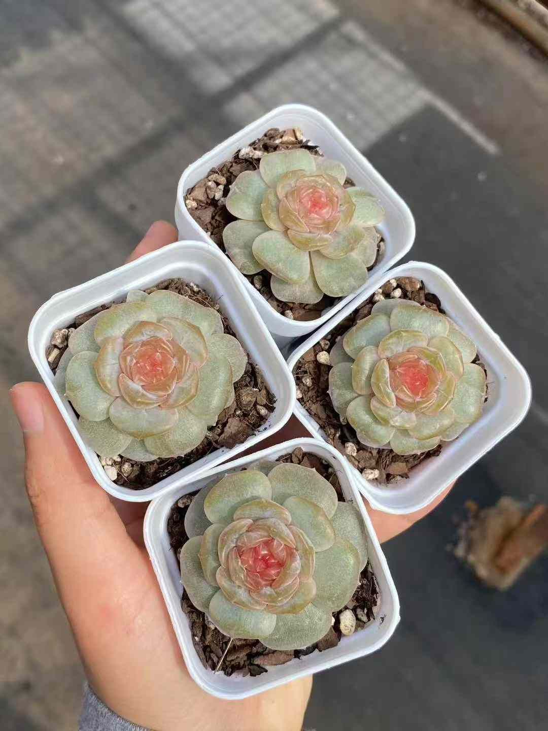 24株×カラフルラバー 多肉植物 エケベリア セダム アエオニウム グラプトペタルム 韓国苗 寄せ植え MY746