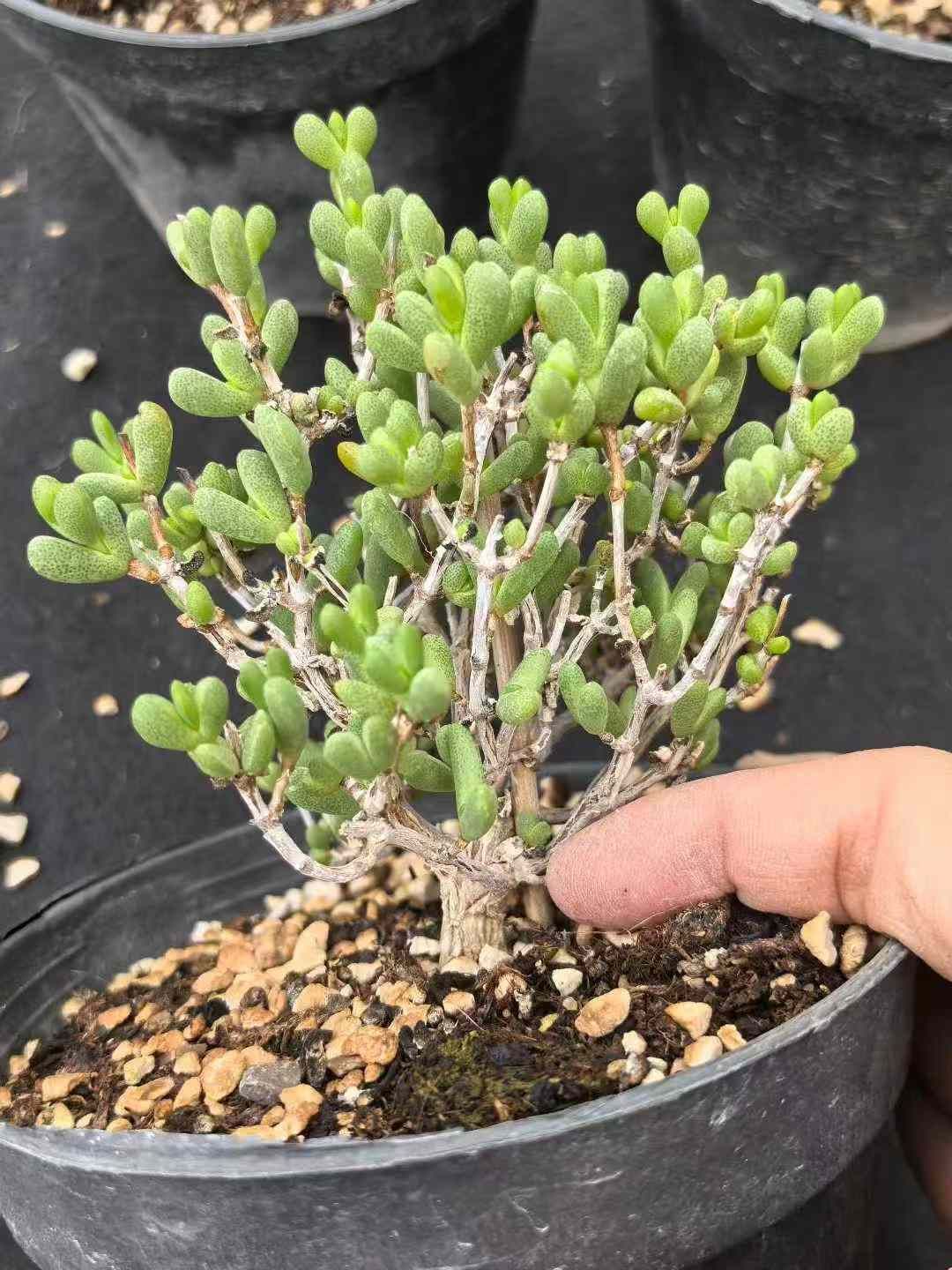 8株×ハートシカン 多肉植物 エケベリア セダム アエオニウム グラプトペタルム 韓国苗 寄せ植え MY726