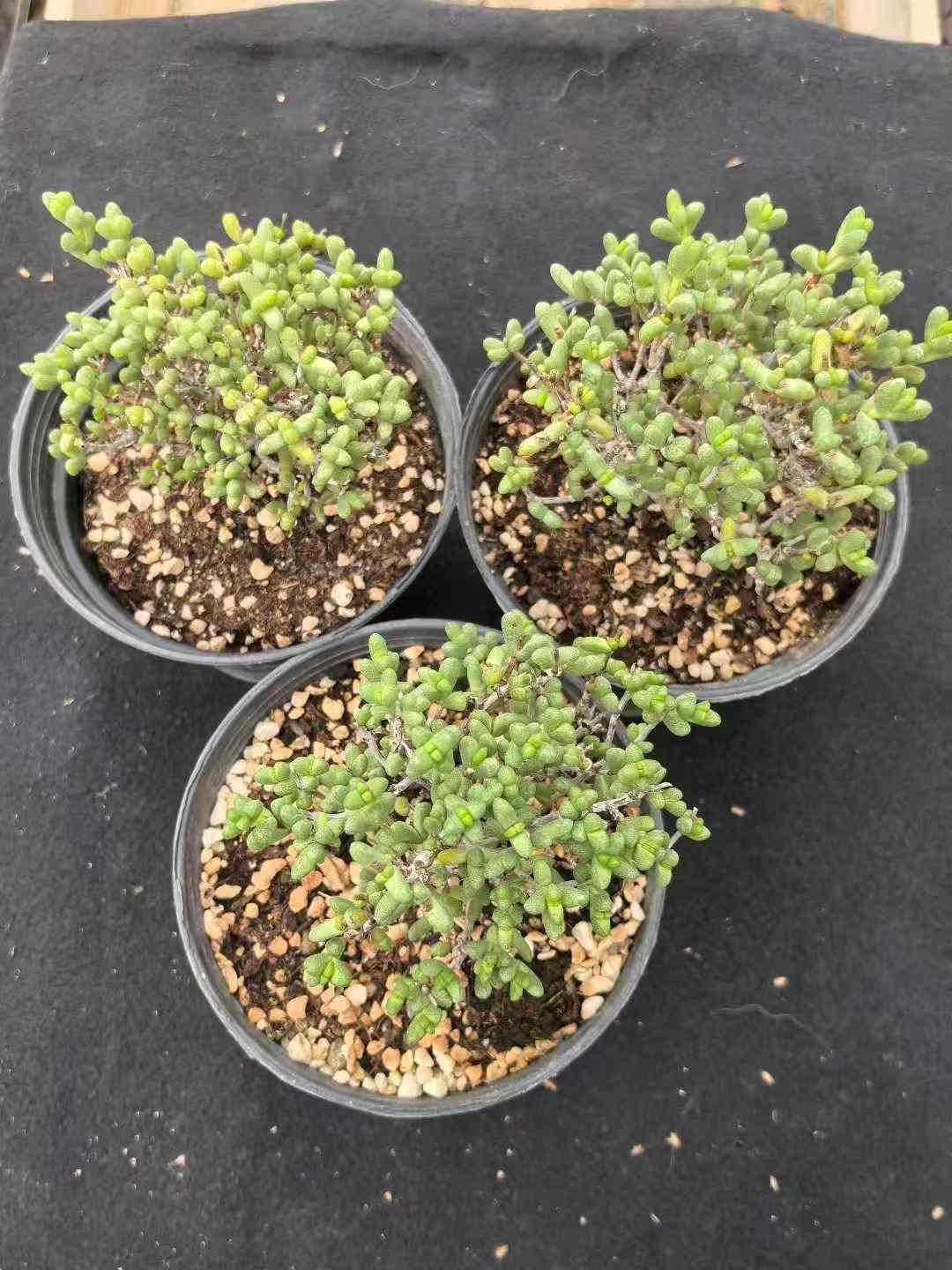 8株×ハートシカン 多肉植物 エケベリア セダム アエオニウム グラプトペタルム 韓国苗 寄せ植え MY726 WWW_GEBZETESISAT_COM_TR