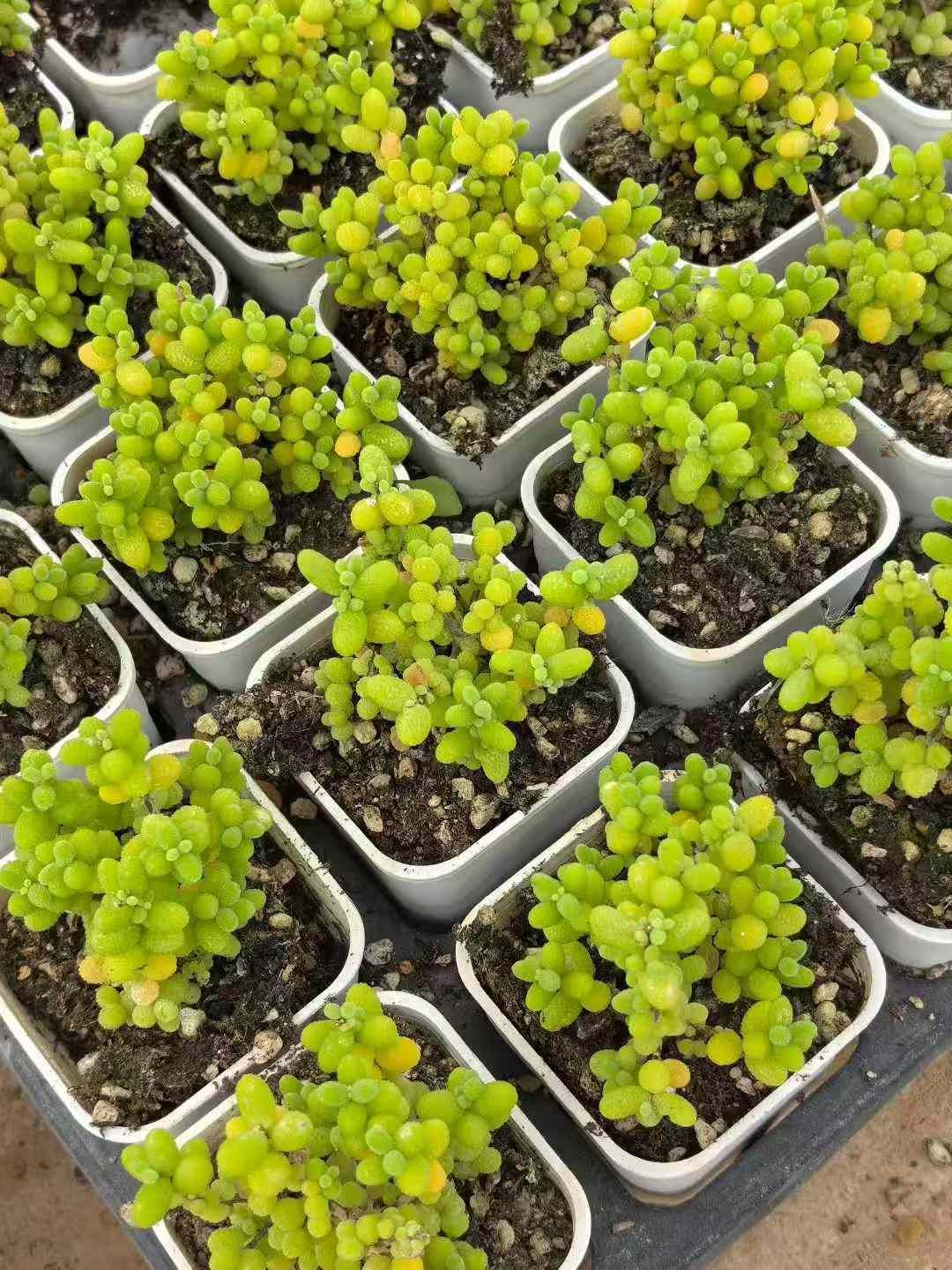 24株×ロヨウキンキツタマテキシカン 多肉植物 エケベリア セダム アエオニウム グラプトペタルム 韓国苗 寄せ植え MY733 WWW_GEBZETESISAT_COM_TR