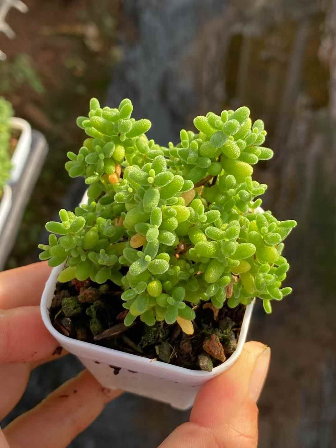 アエオニウム グラプトペタルム