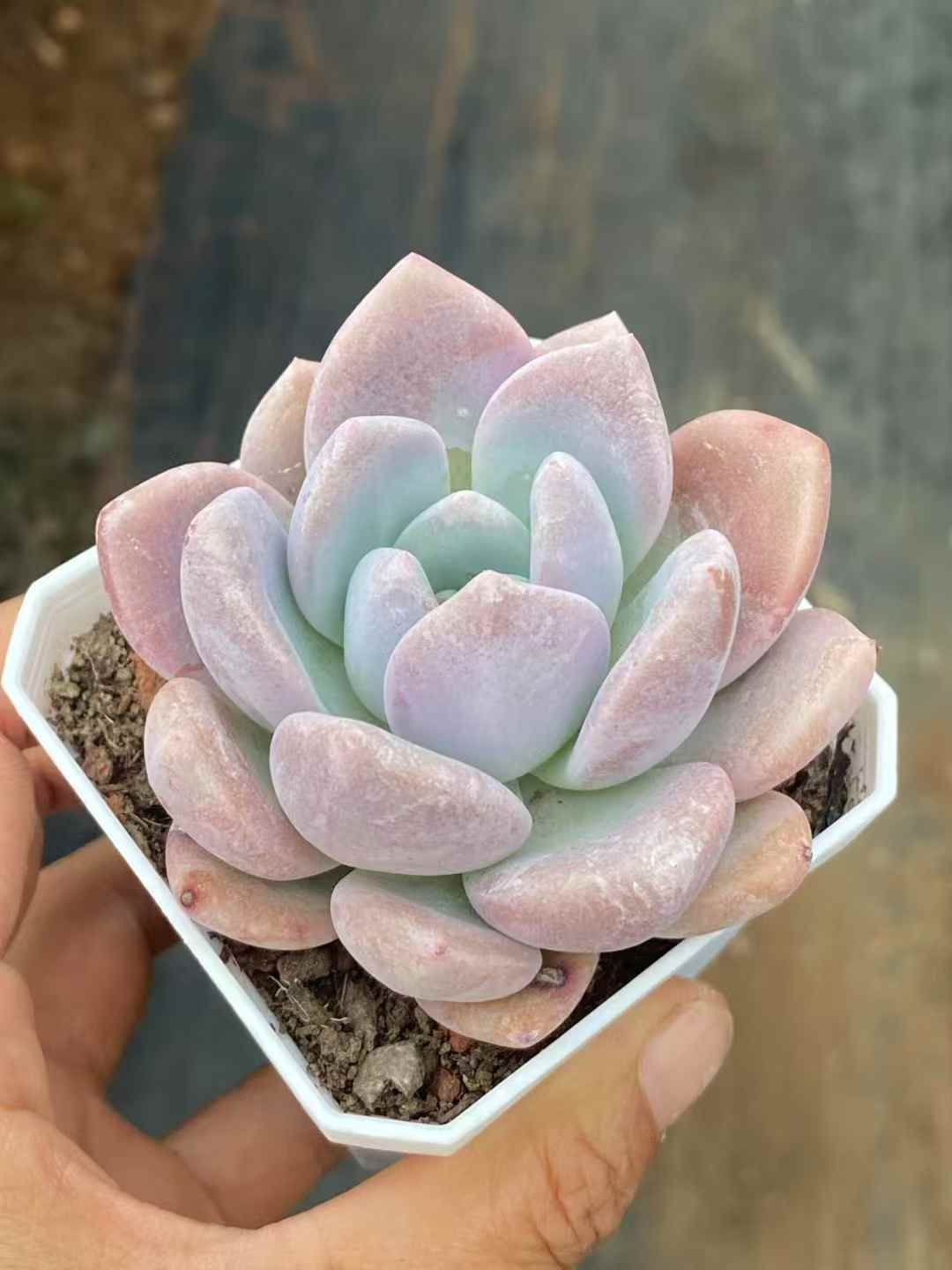 50株×スイートハートミス 多肉植物 エケベリア セダム アエオニウム