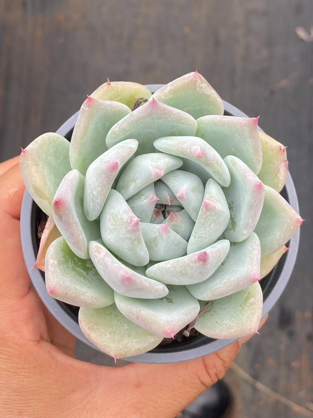 6株×ギョクチョウニシキダイ 多肉植物 エケベリア セダム アエオニウム