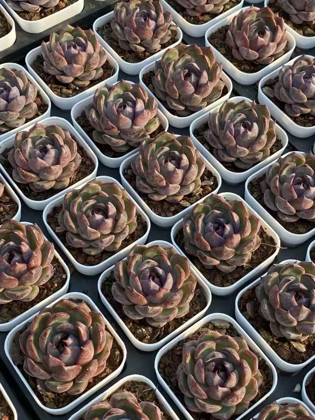 50株×ブルーベリー 多肉植物 エケベリア セダム アエオニウム グラプトペタルム 韓国苗 寄せ植え QS1007