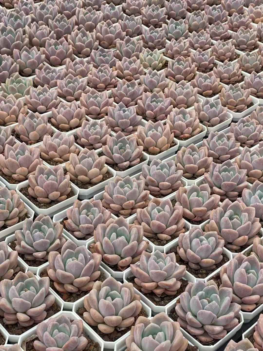50株×スイートハートミス 多肉植物 エケベリア セダム アエオニウム
