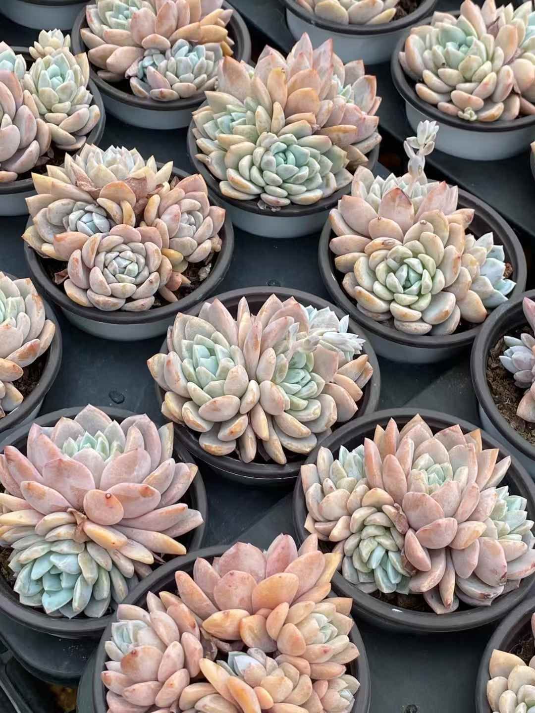 18株×ストロベリーアイスニシキ 多肉植物 エケベリア セダム 最新