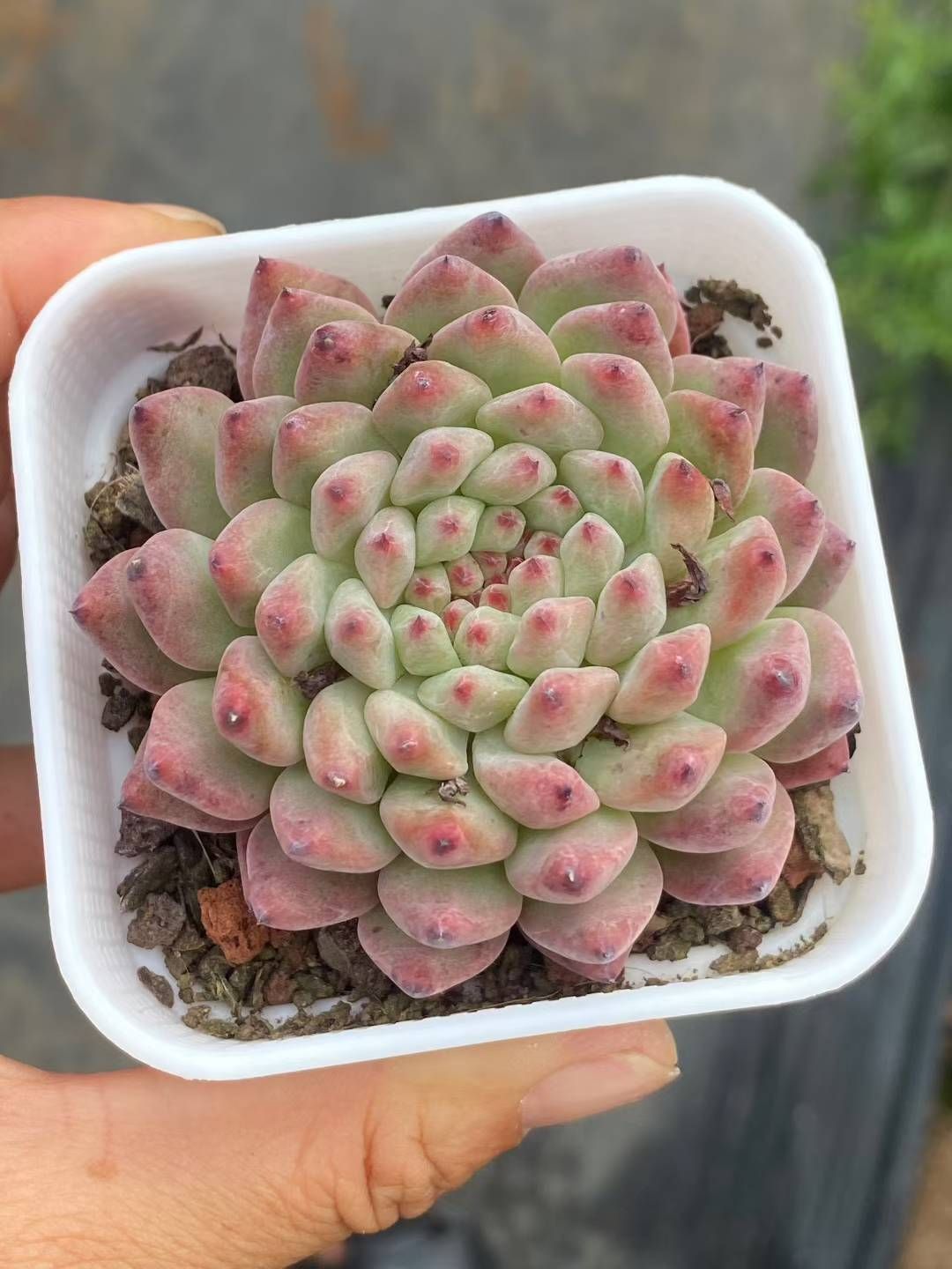 50株×エンジコウ 多肉植物 エケベリア セダム アエオニウム