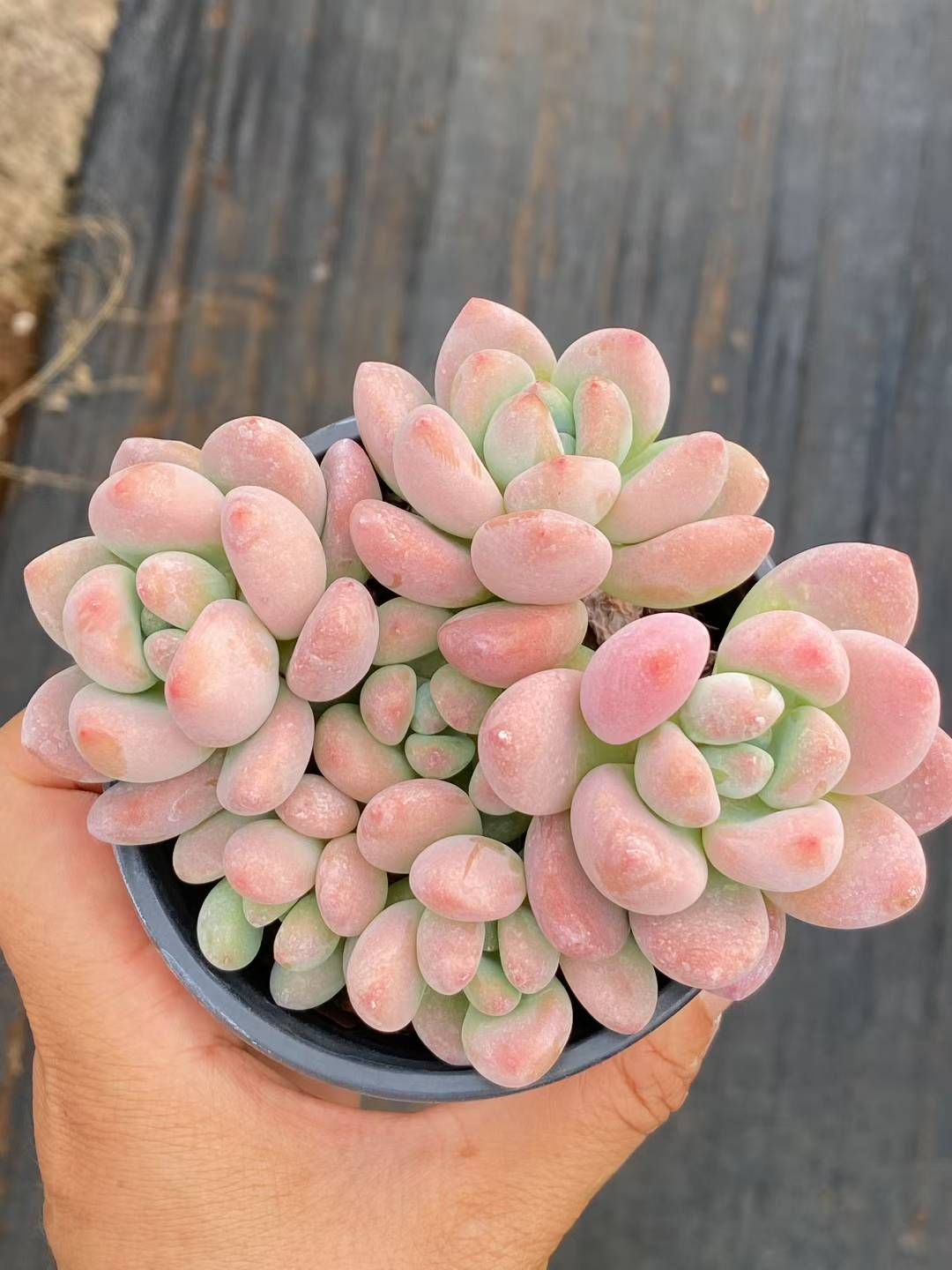 18株×ラクジン 多肉植物 エケベリア セダム アエオニウム