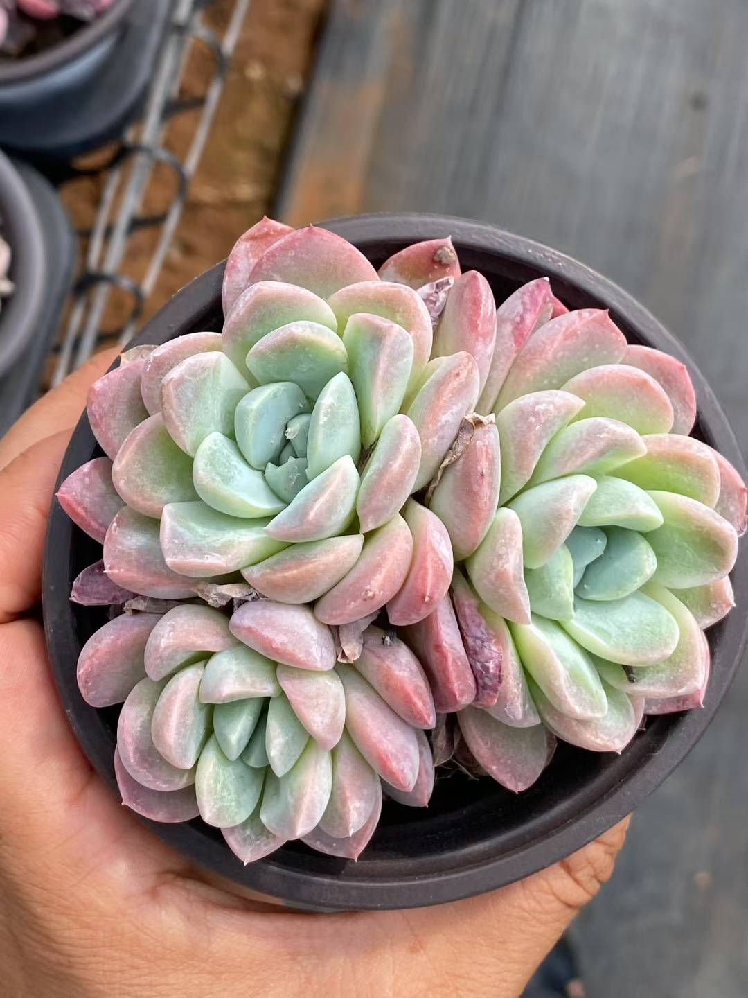 30株×ユキビョウシ 多肉植物 エケベリア セダム アエオニウム