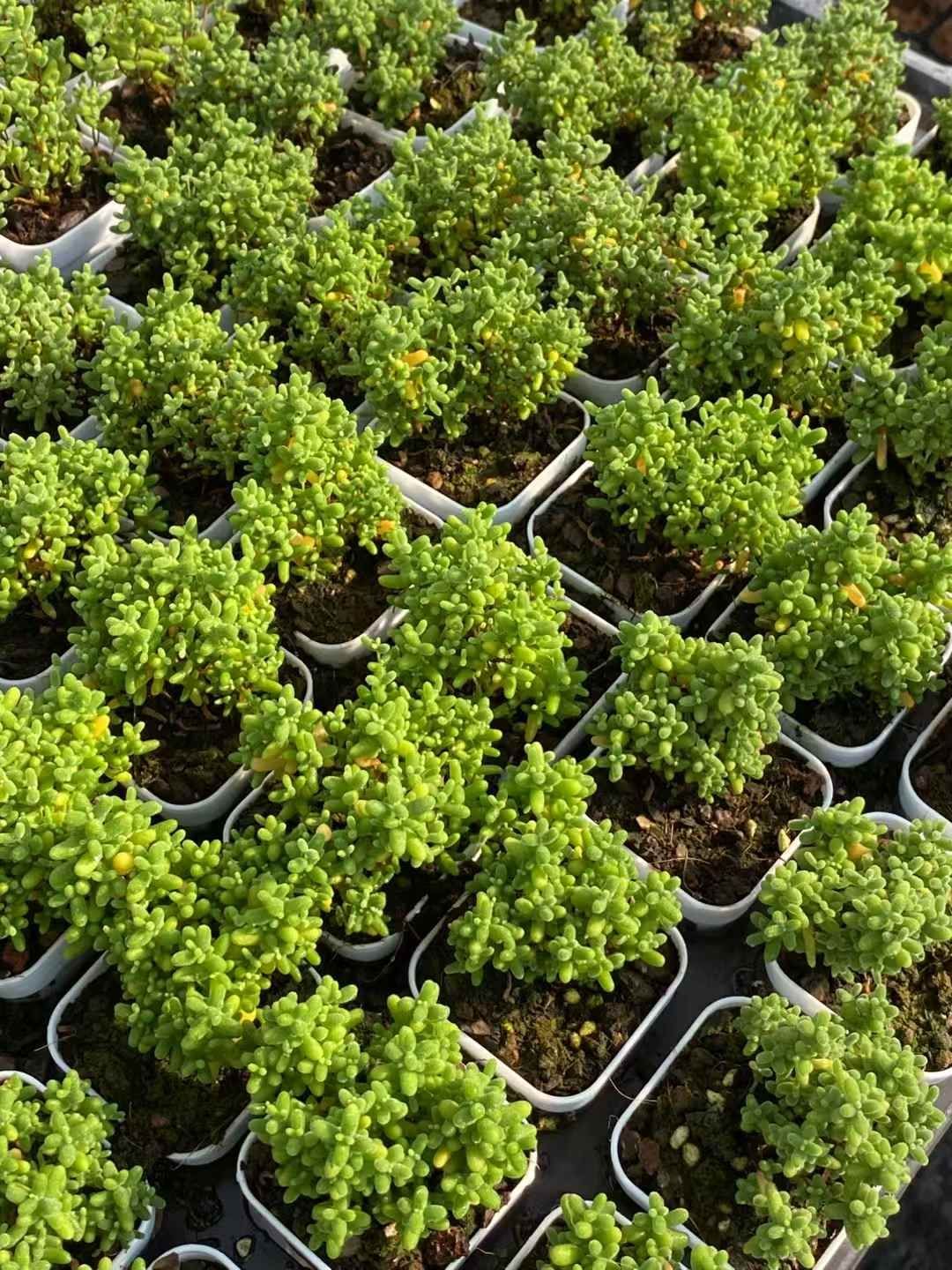 50株×ミカンタマテキ 多肉植物 エケベリア セダム アエオニウム グラプトペタルム 韓国苗 寄せ植え QS1001