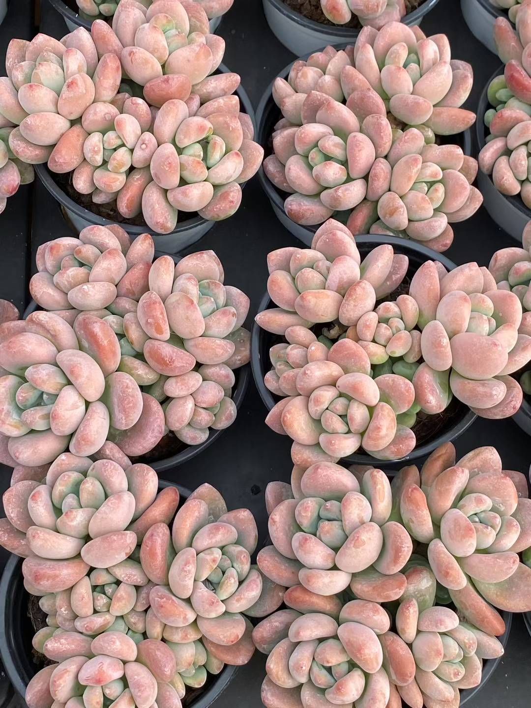 18株×ラクジン 多肉植物 エケベリア セダム アエオニウム