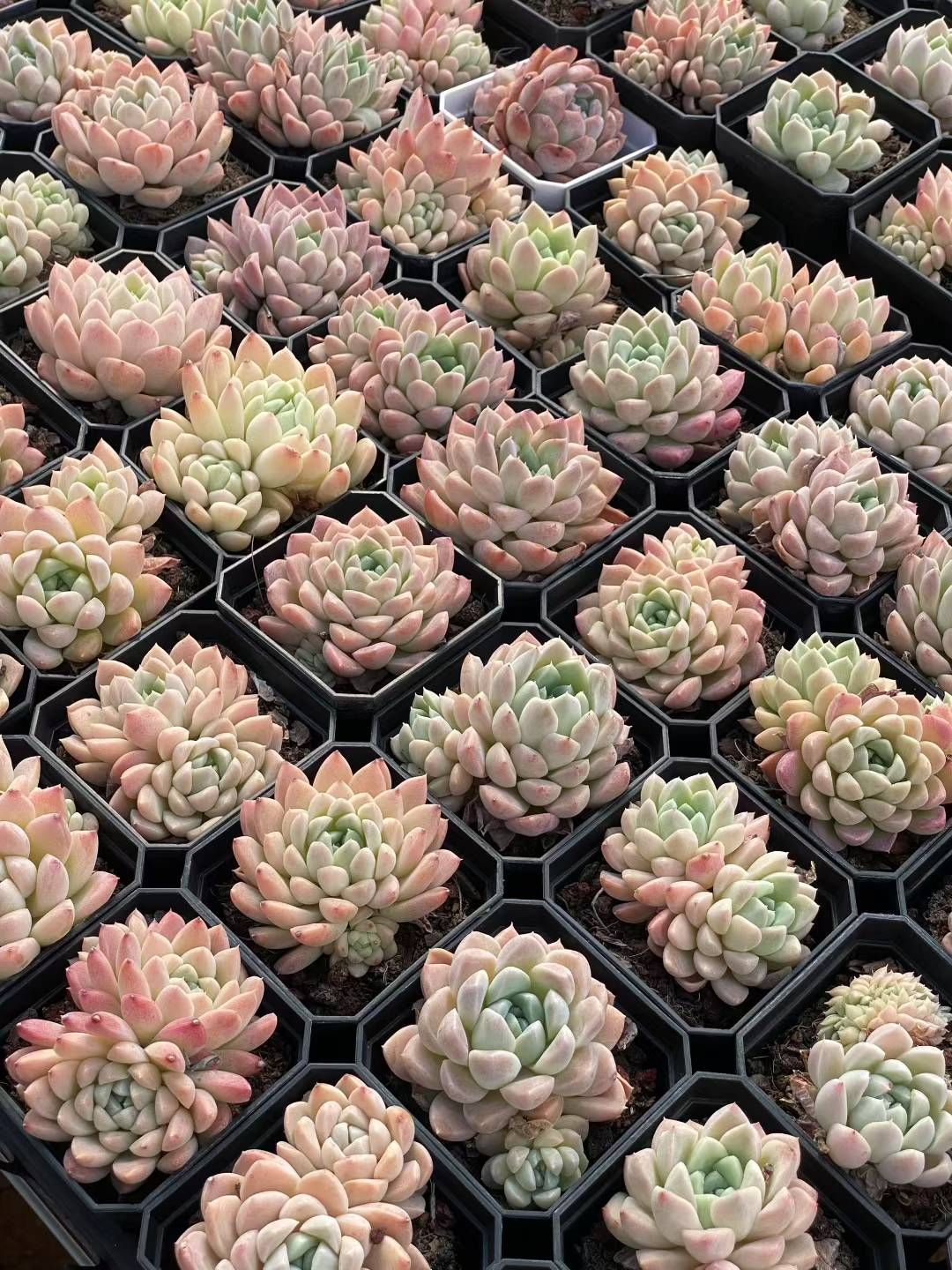 50株×クリームビジン 多肉植物 エケベリア セダム アエオニウム グラプトペタルム 韓国苗 寄せ植え QS1070