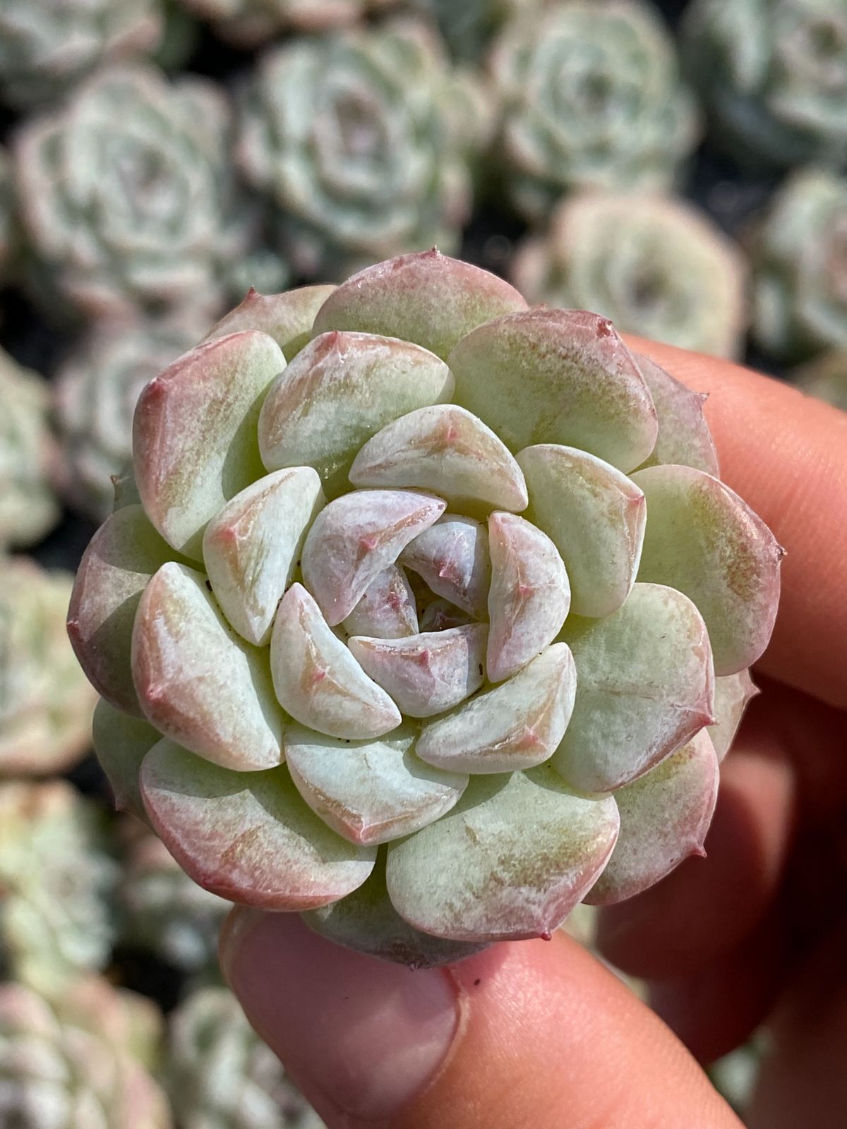 105苗×カプチーノ 多肉植物 エケベリア セダム アエオニウム