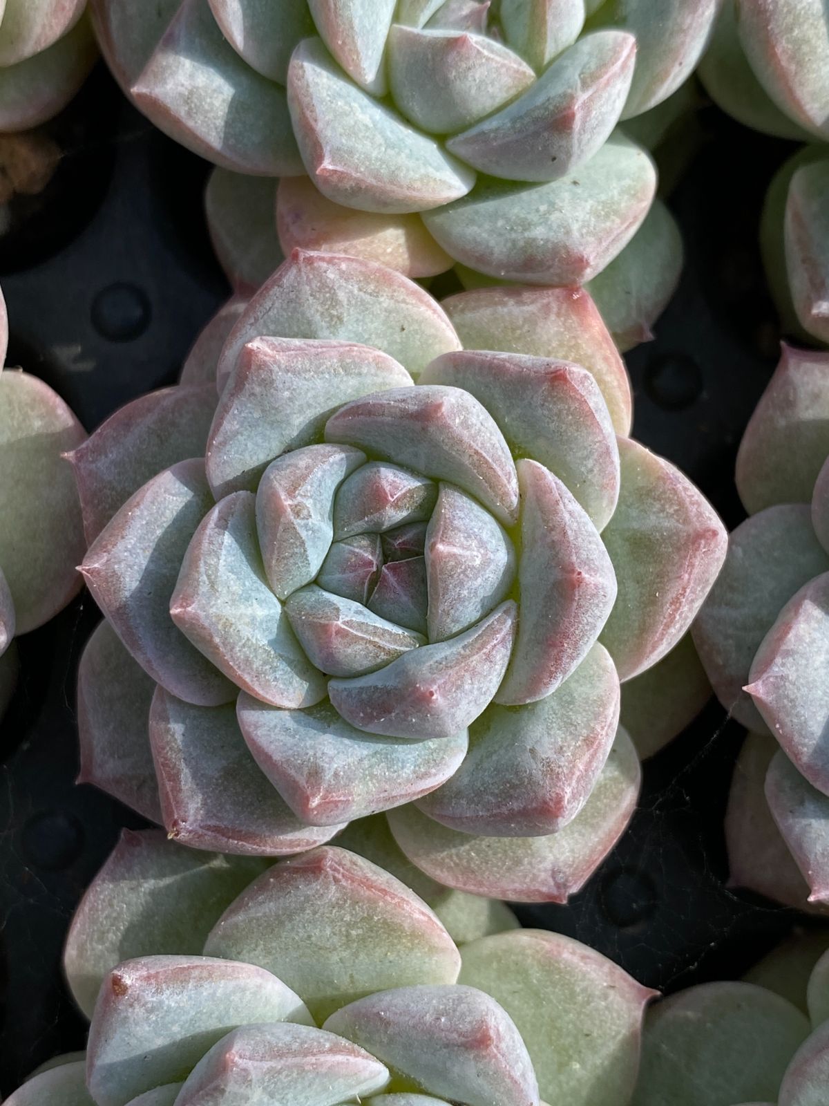 6株×レッドライト 多肉植物 エケベリア セダム アエオニウム