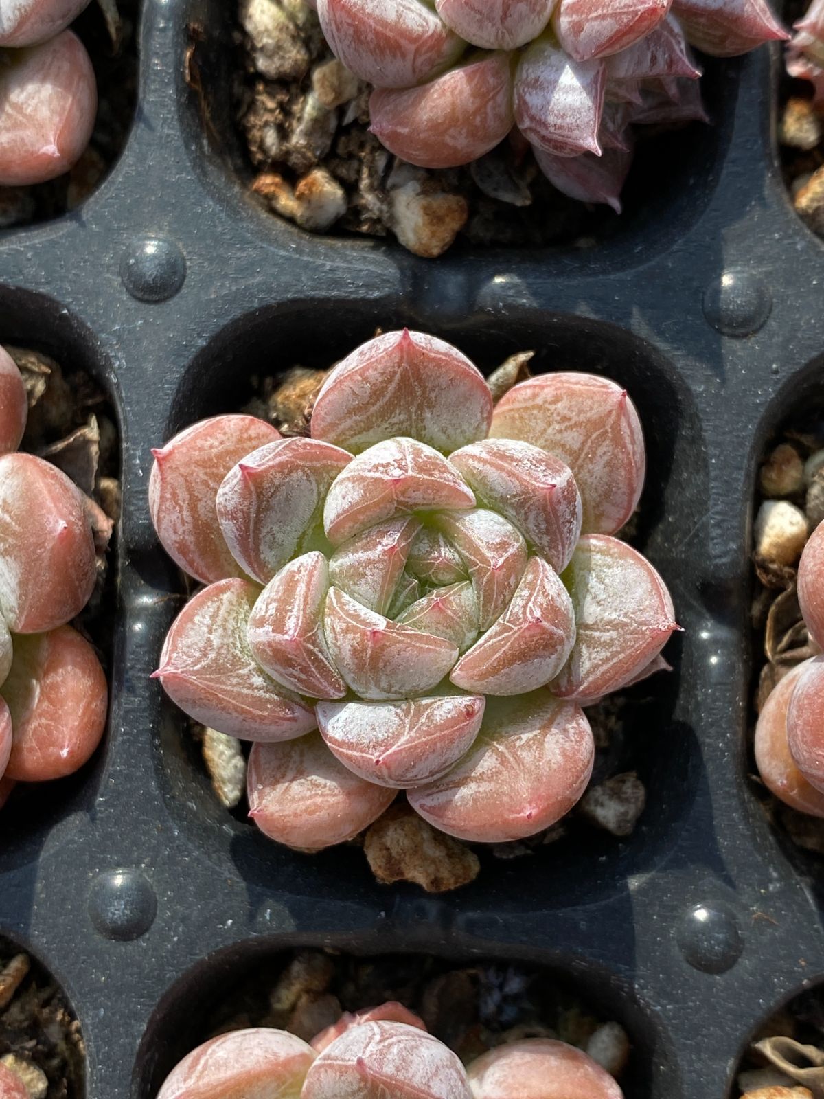 XQ109×105苗 ササクイーン 多肉植物 エケベリア カット苗 韓国苗 寄せ