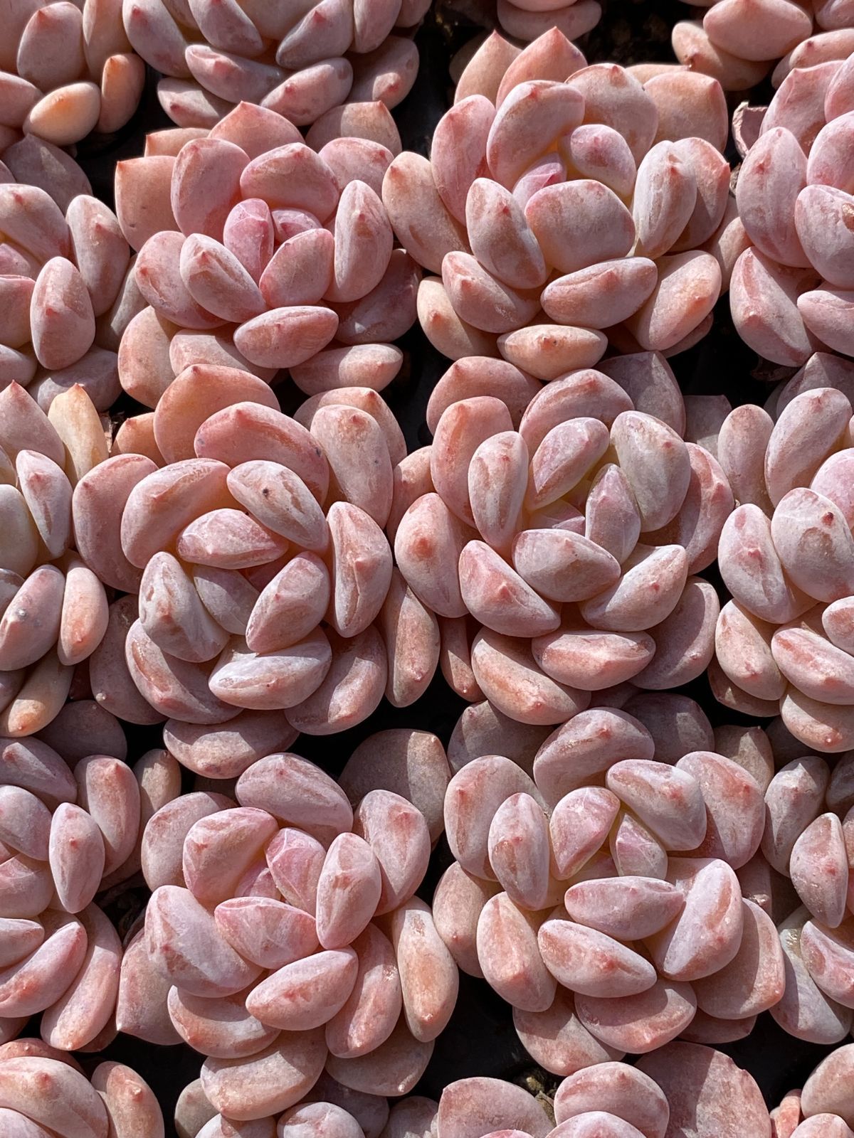 105苗×ザクロミホシカゲ 多肉植物 エケベリア セダム アエオニウム