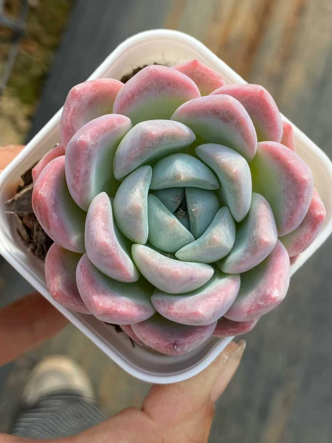 新発売 35株セット ハオルチア 抜き苗 多肉植物 佐川急便発送