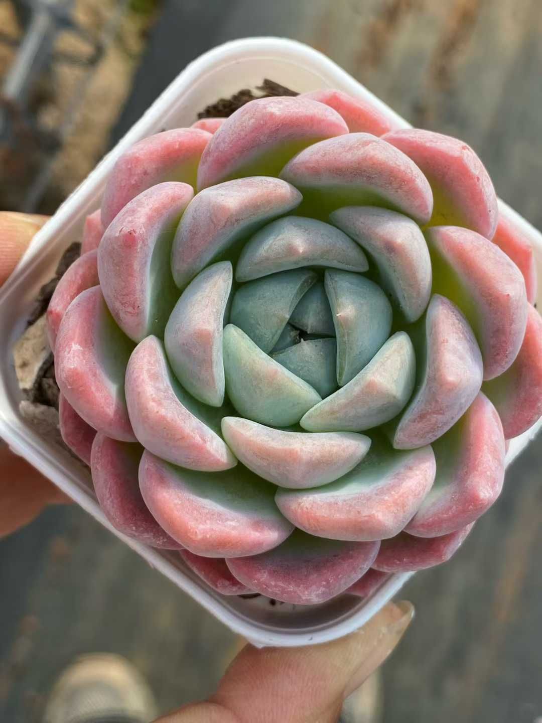 50株×ハクキチ 多肉植物 エケベリア セダム アエオニウム