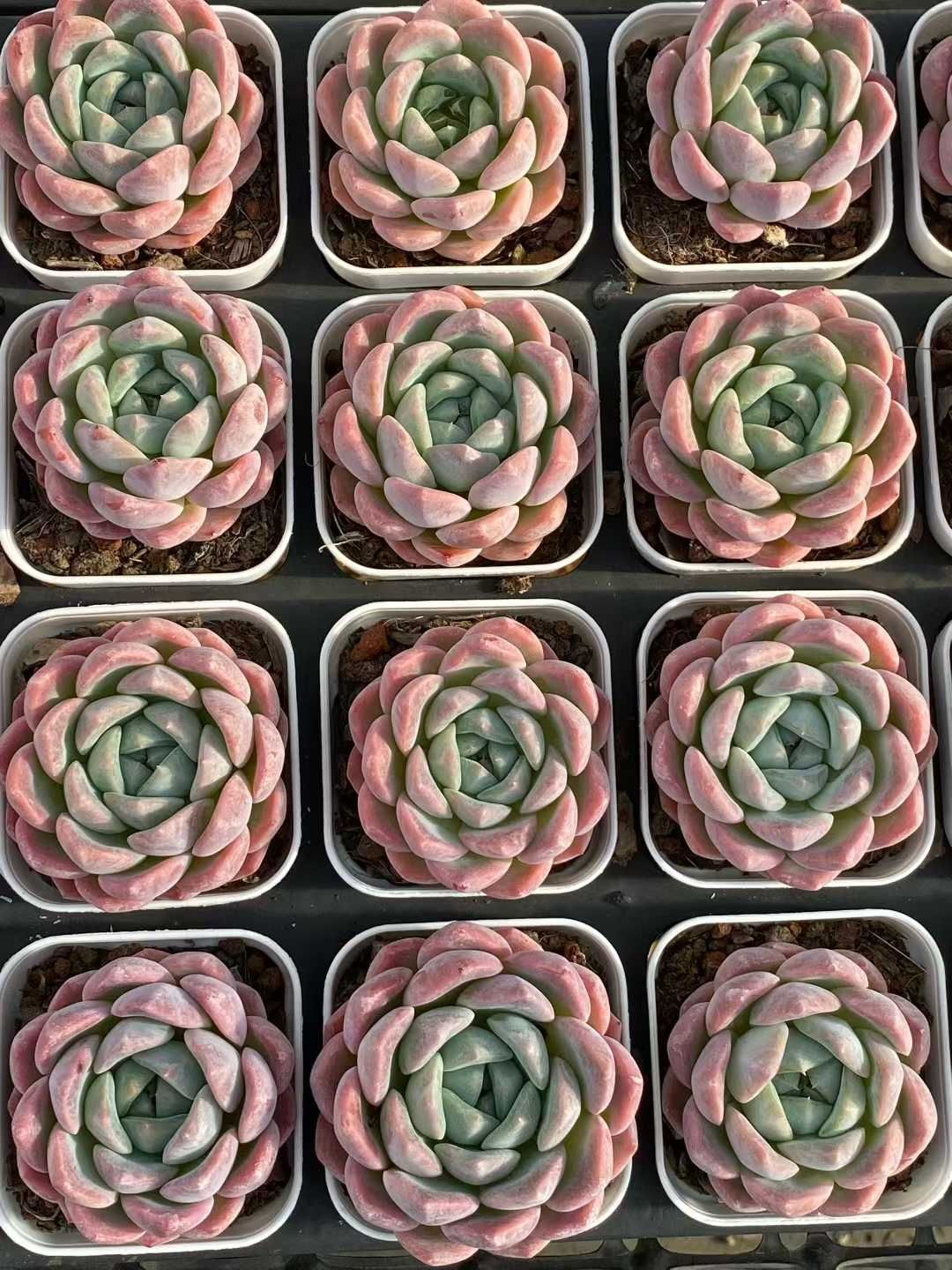 新発売 35株セット モンロー単頭 抜き苗 多肉植物 佐川急便発送