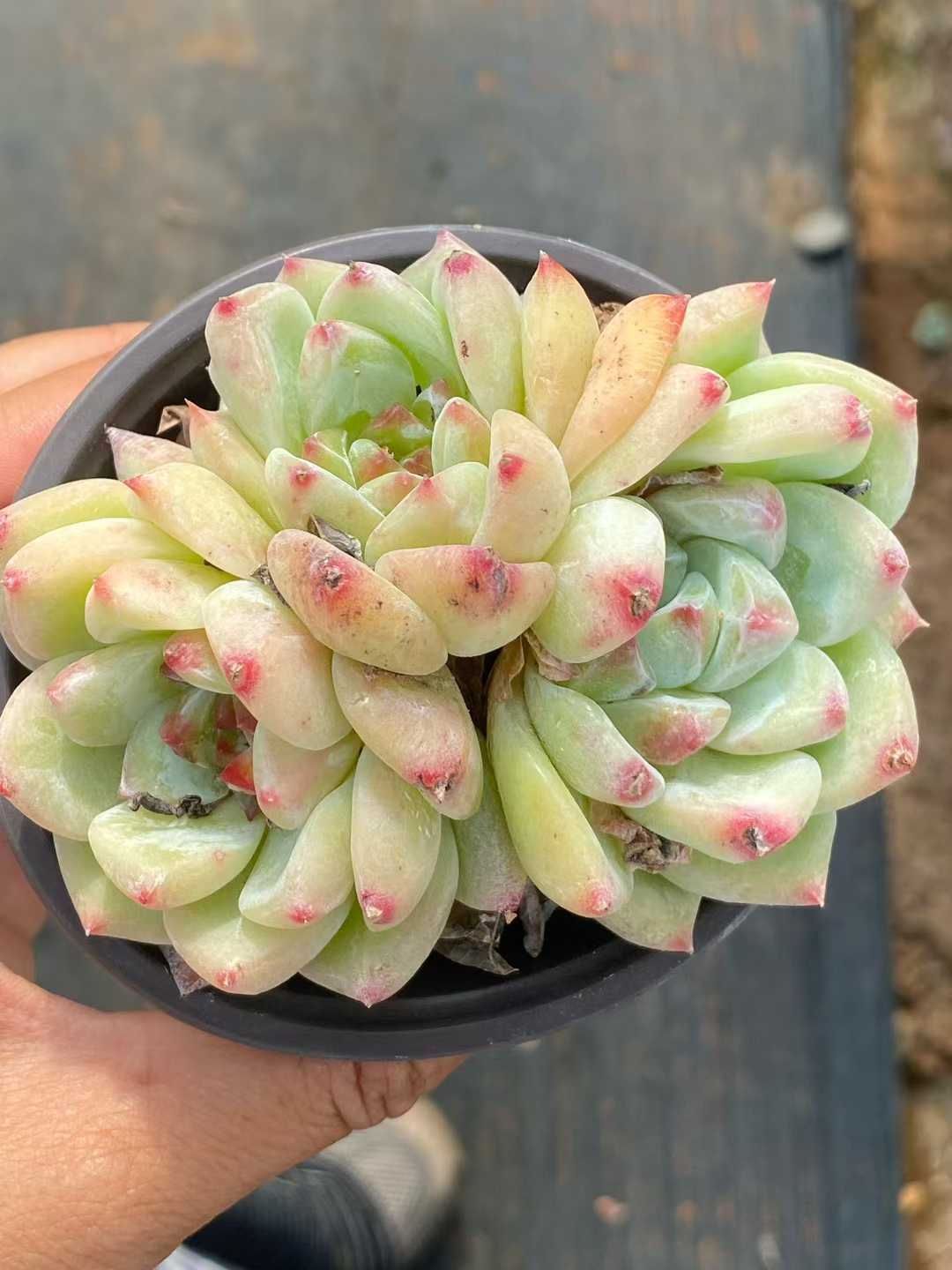 18株×ハクチャ 多肉植物 エケベリア セダム アエオニウム