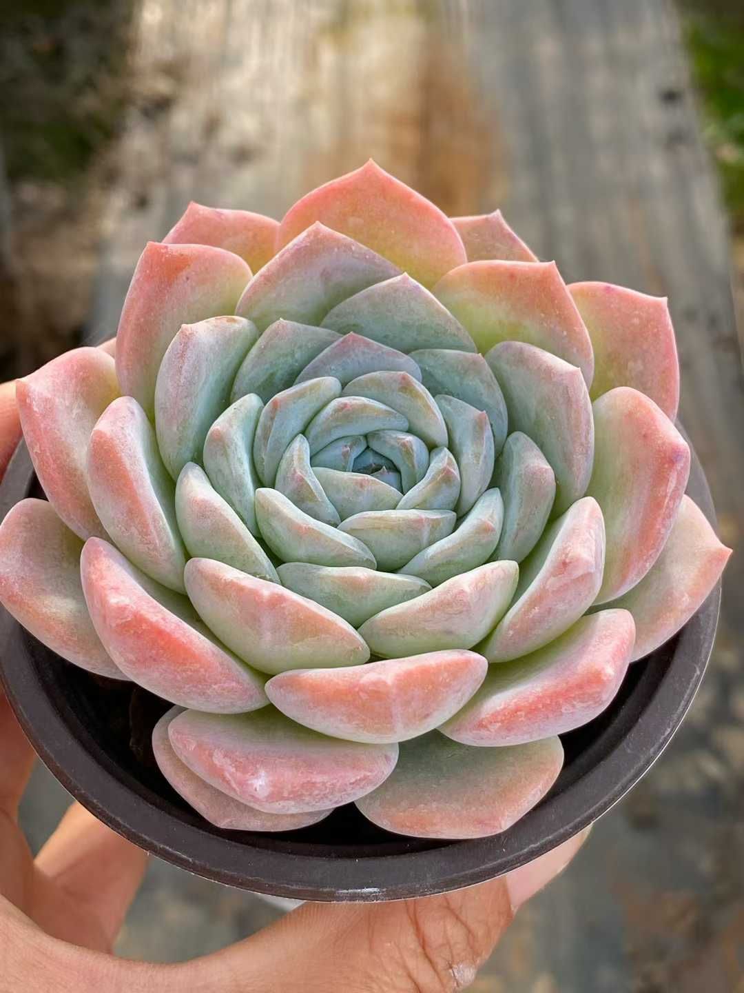 50株 ギョウザンセツ 多肉植物 エケベリア セダム アエオニウム グラプトペタルム 韓国苗 寄せ植え QS 1155