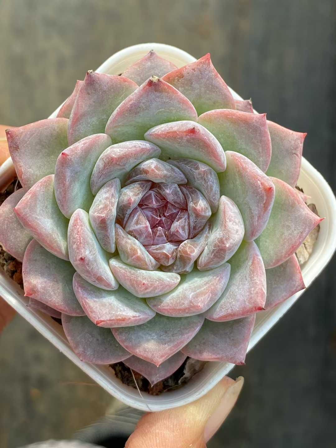 50株 アメトウソウ 多肉植物 エケベリア セダム アエオニウム グラプトペタルム 韓国苗 寄せ植え QS 1162