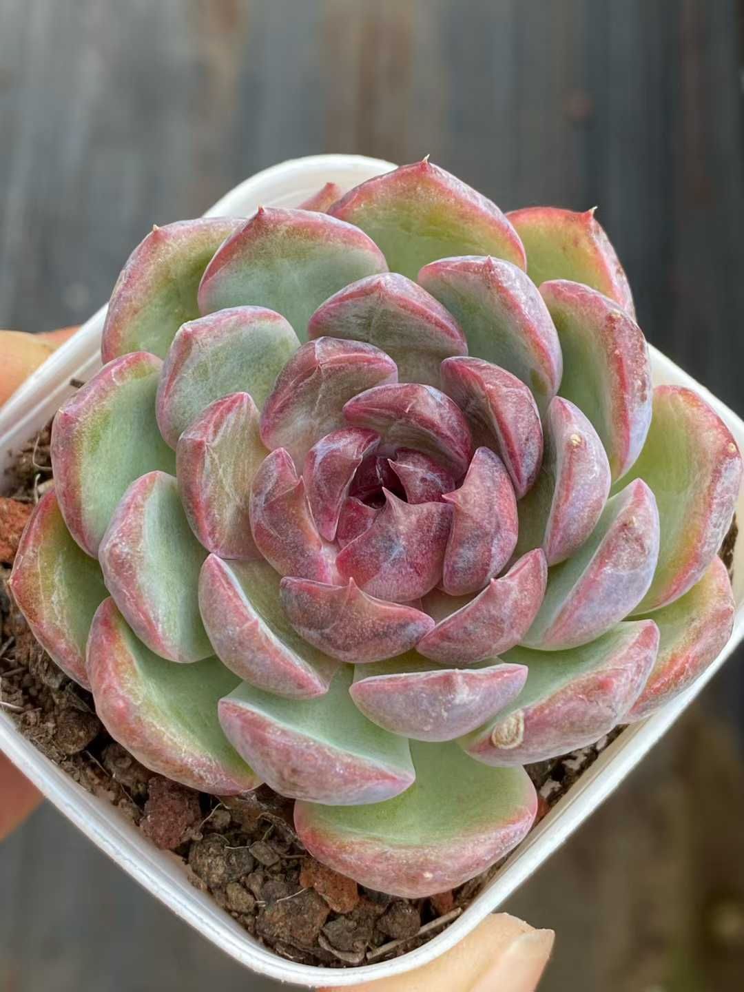 50株 ブルーベリー 多肉植物 エケベリア セダム アエオニウム グラプトペタルム 韓国苗 寄せ植え QS 1163