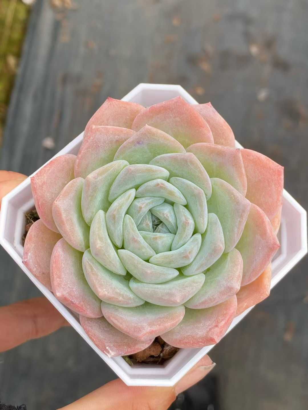 50株×ギョウザンセツ 多肉植物 エケベリア セダム アエオニウム グラプトペタルム 韓国苗 寄せ植え QS 1164