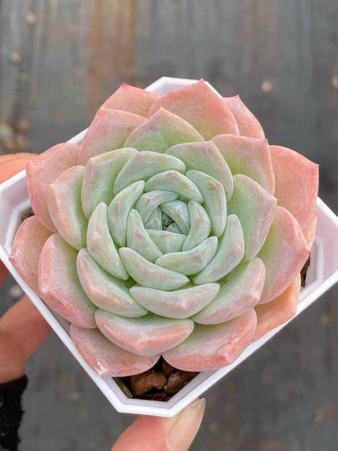 50株×ギョウザンセツ 多肉植物 エケベリア セダム アエオニウム グラプトペタルム 韓国苗 寄せ植え QS 1164